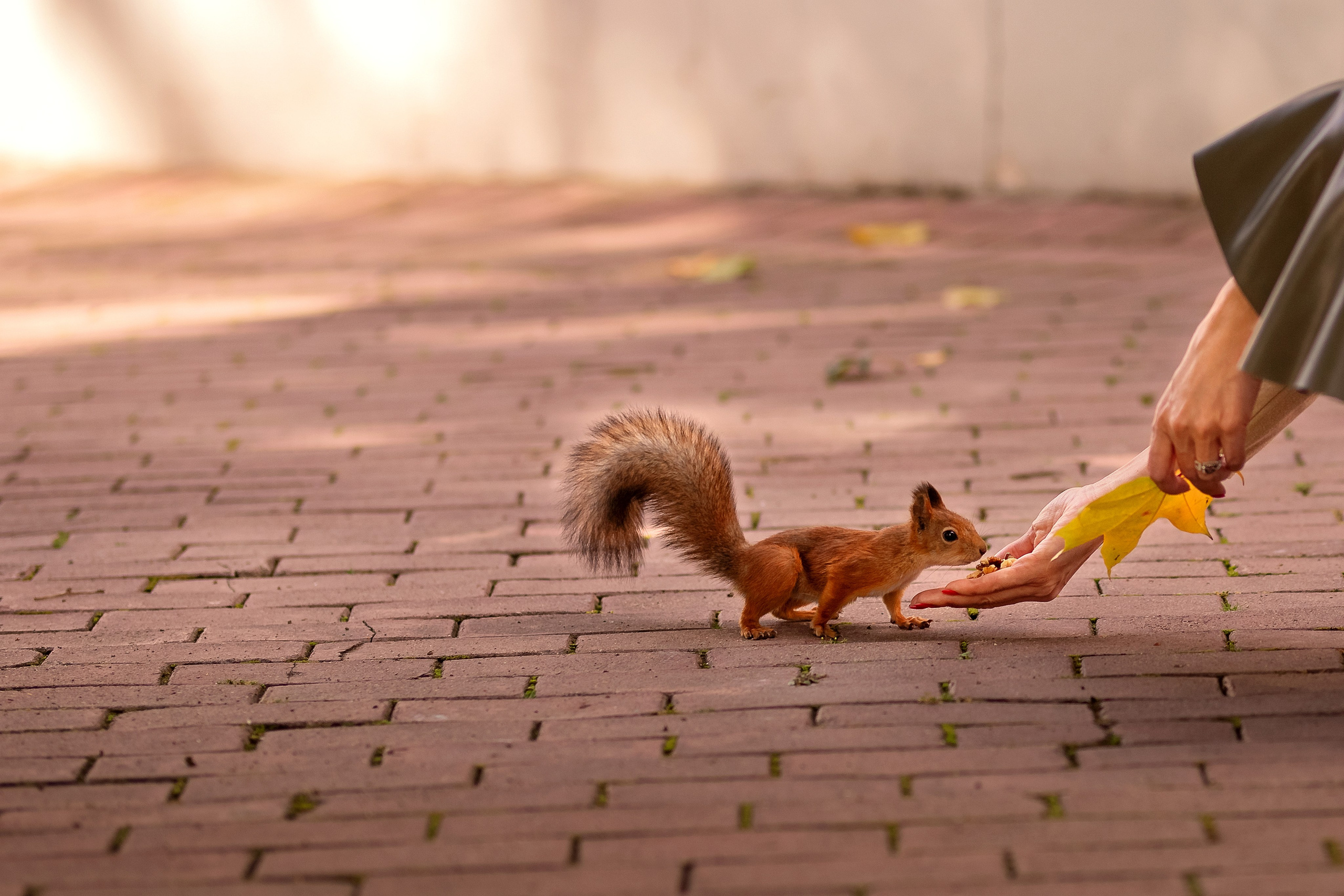 Солнечный сентябрь. Фотограф в Москве. Женские фотосессии, love-story, контент