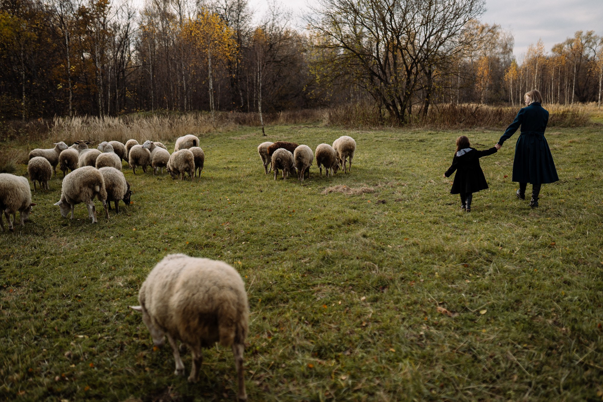Овечки комарика. Андрейко Надежда