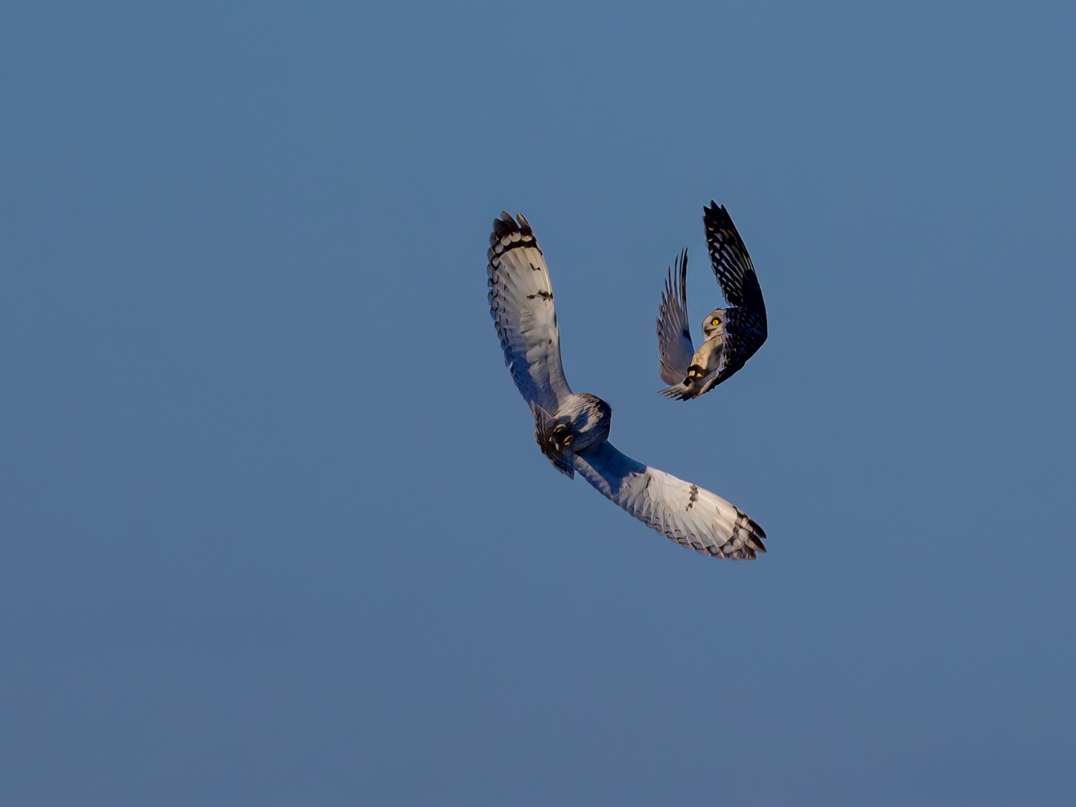 Short eared owl. Wildlife photography by Sergey Puponin