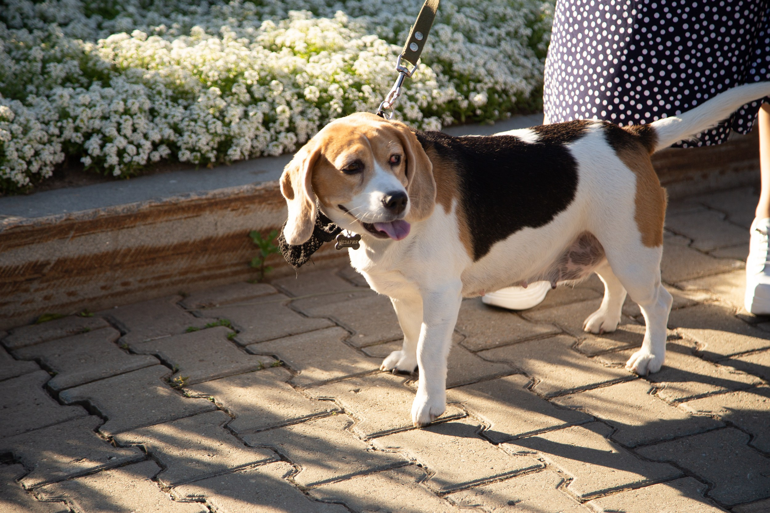 Венский фестиваль. Главная