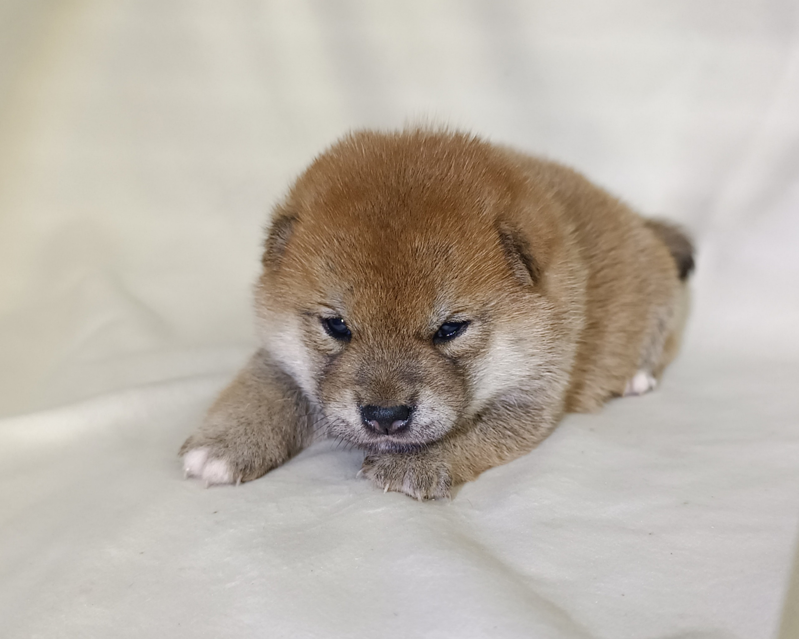 сиба питомник Рубилайт щенки на продажу rubylight  сиба щенки купить СПб Санкт-Петербург 