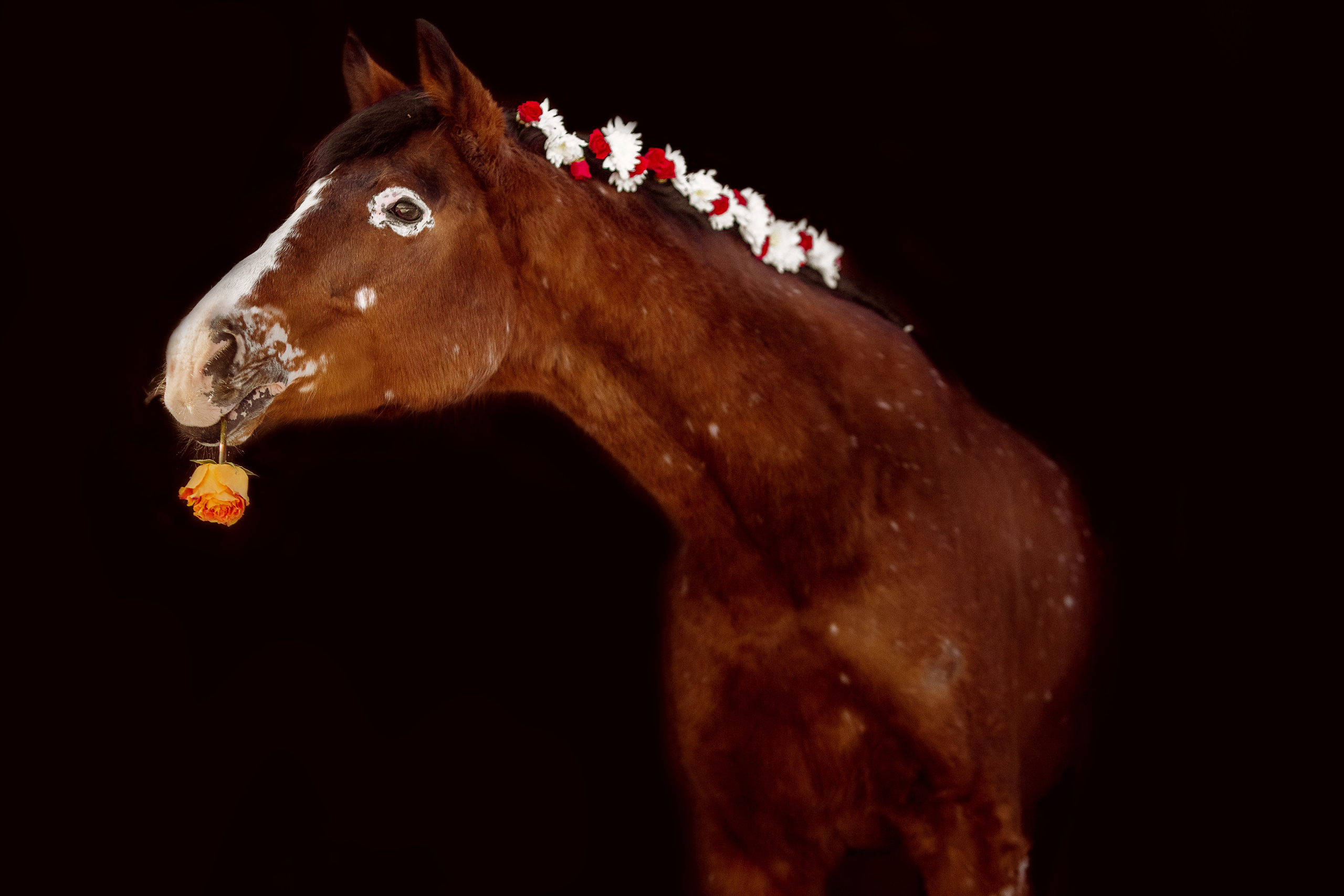 Фото лошади с цветами в гриве