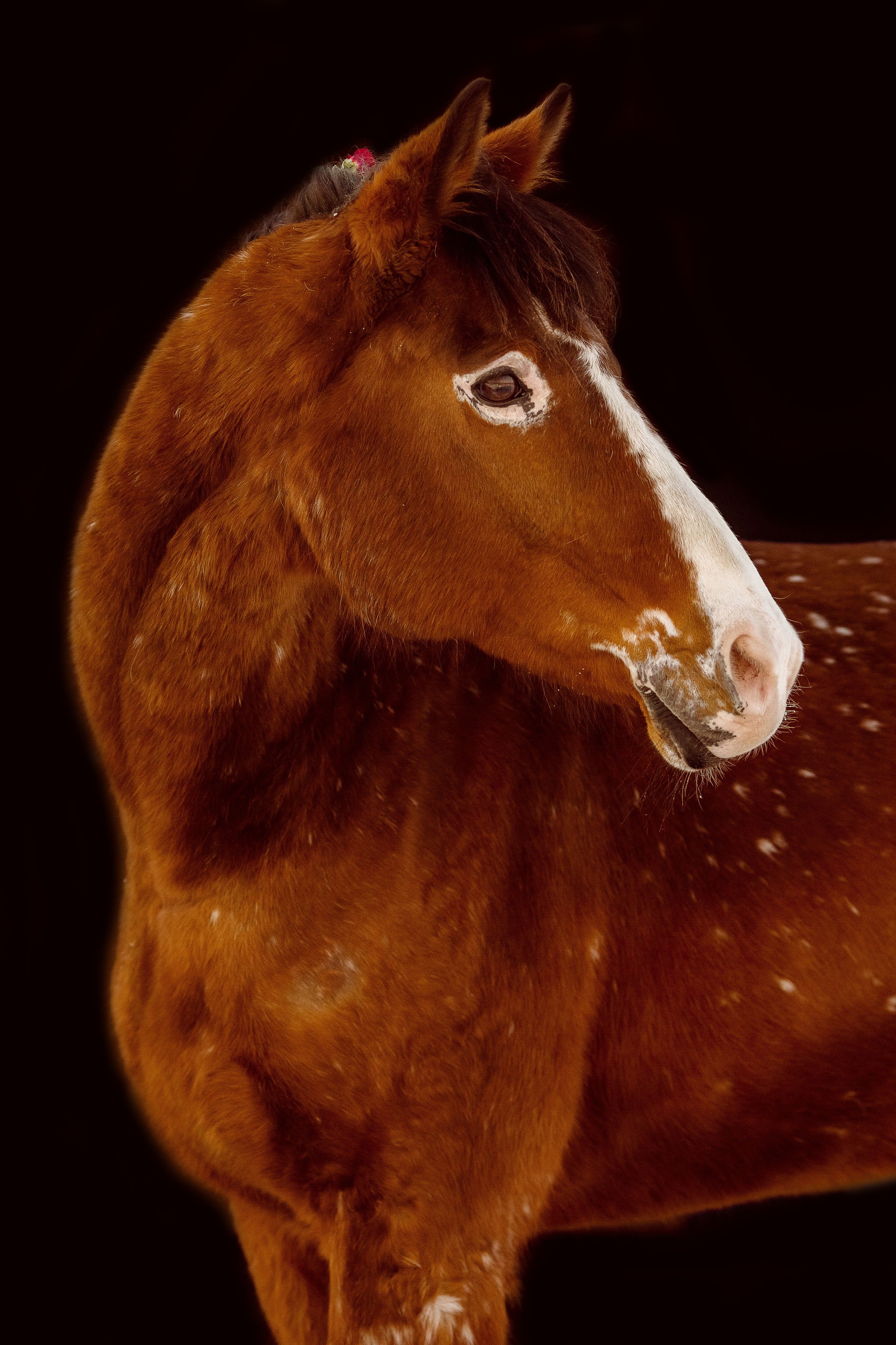 Фото лошади с цветами в гриве