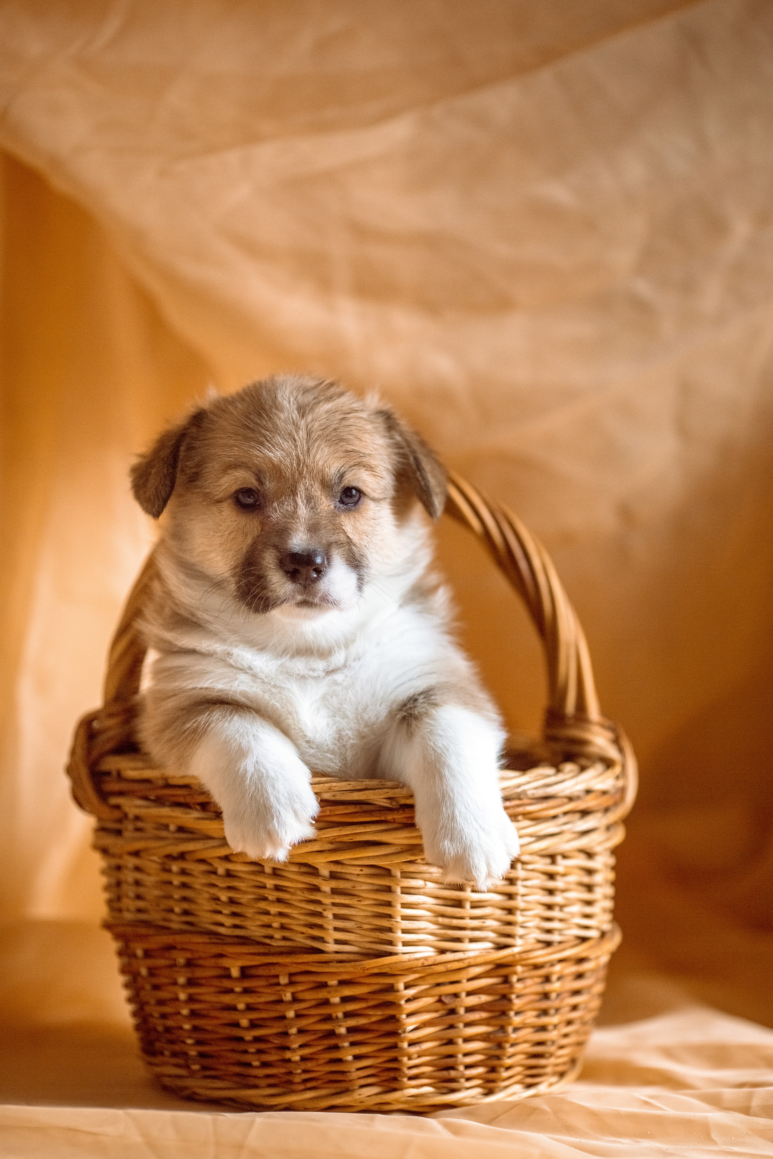 Фотосессия щенков корги дома