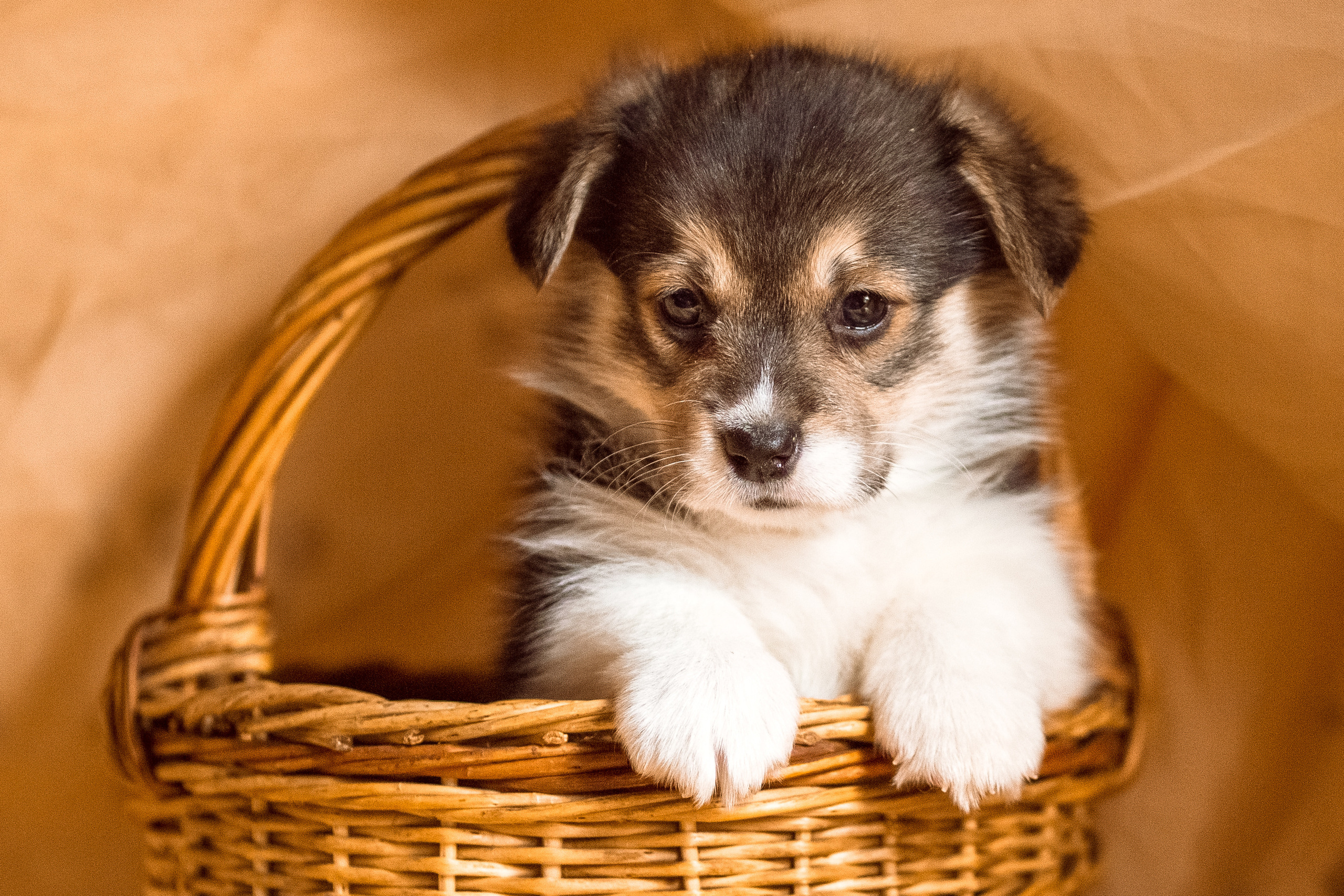 Фотосессия щенков корги дома