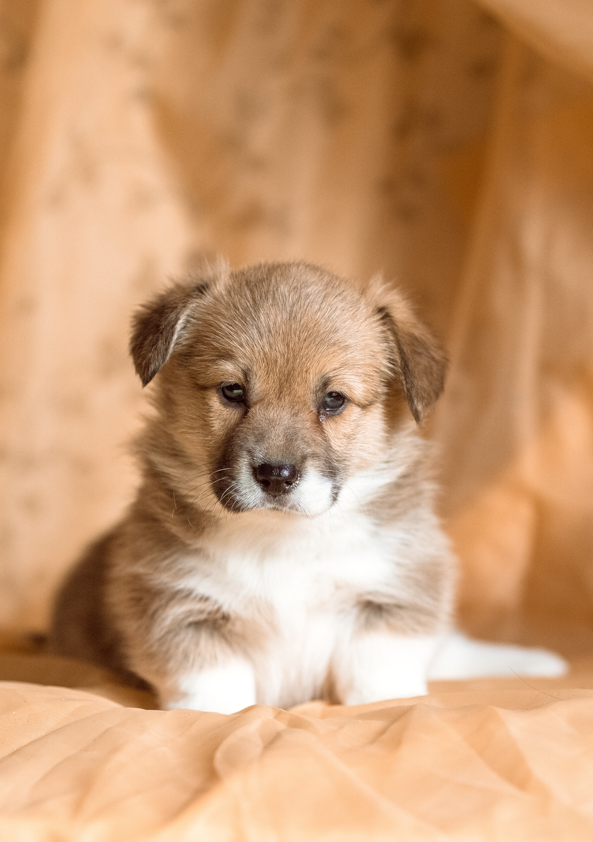 Фотосессия щенков корги дома