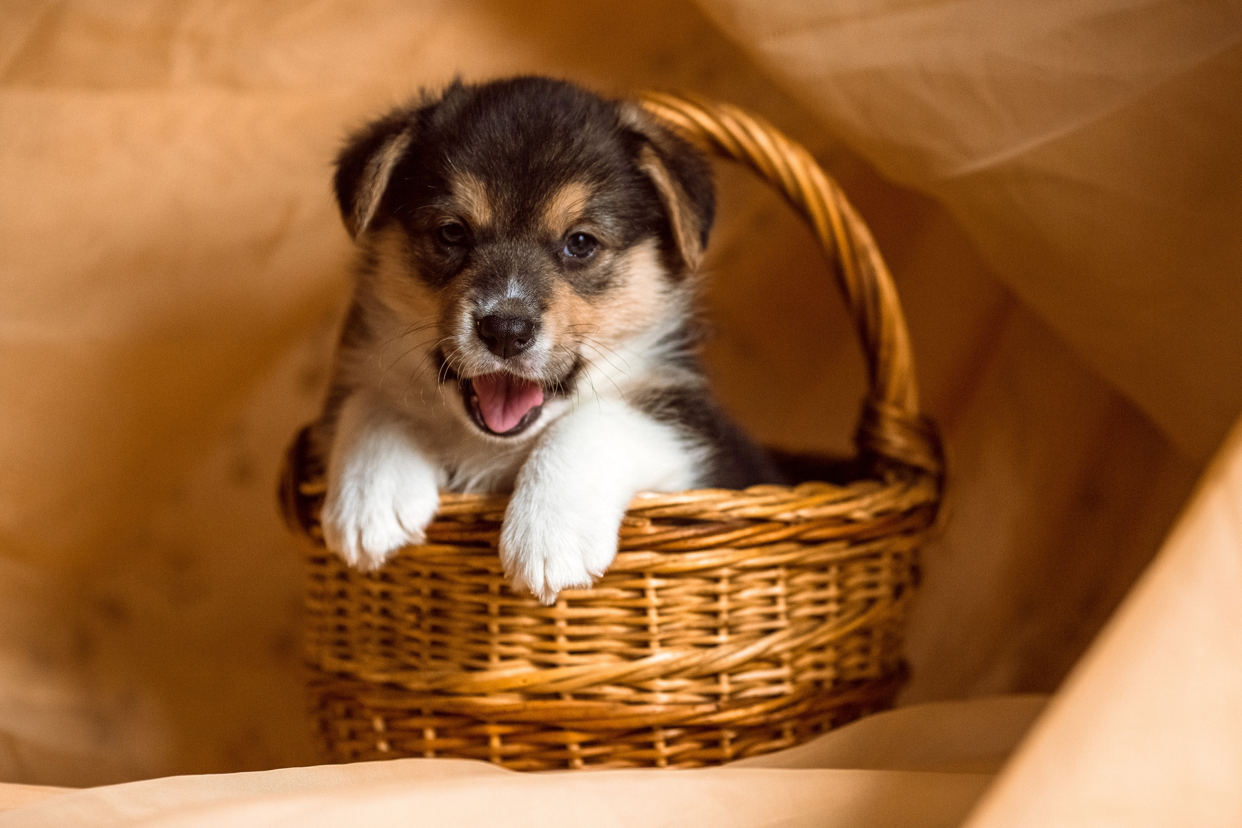 Фотосессия щенков корги дома