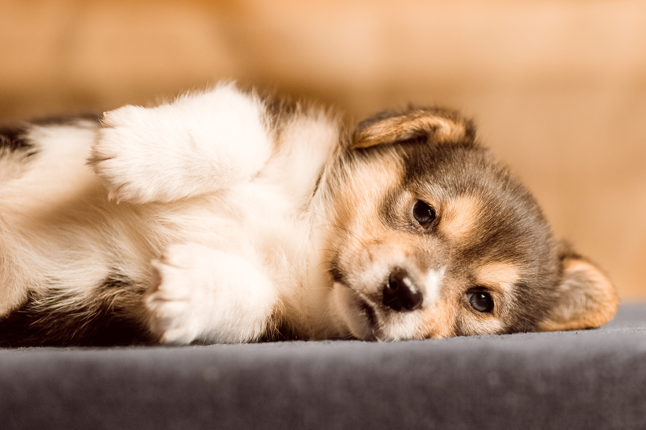 Фотосессия щенков корги дома