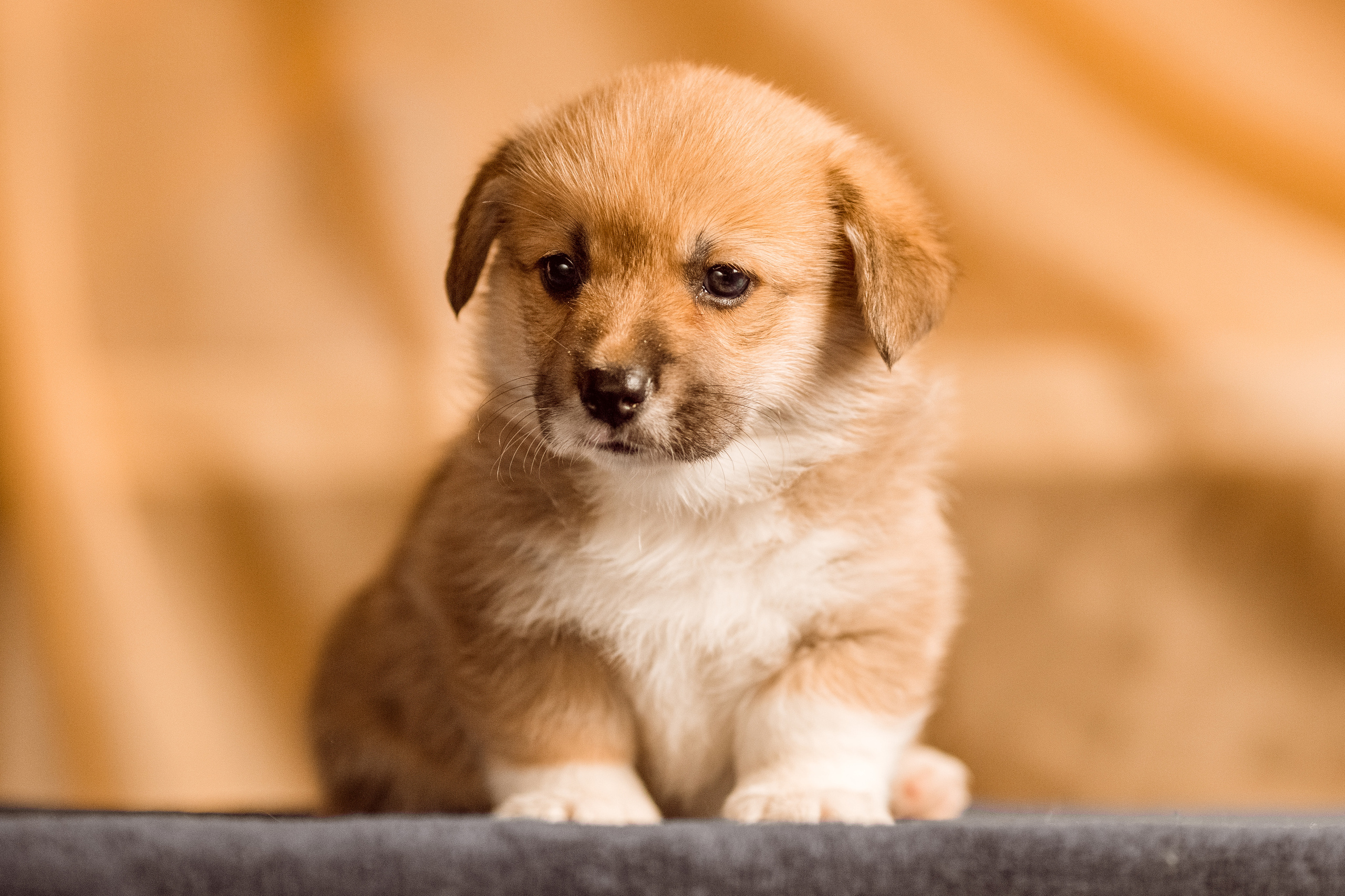 Фотосессия щенков корги дома