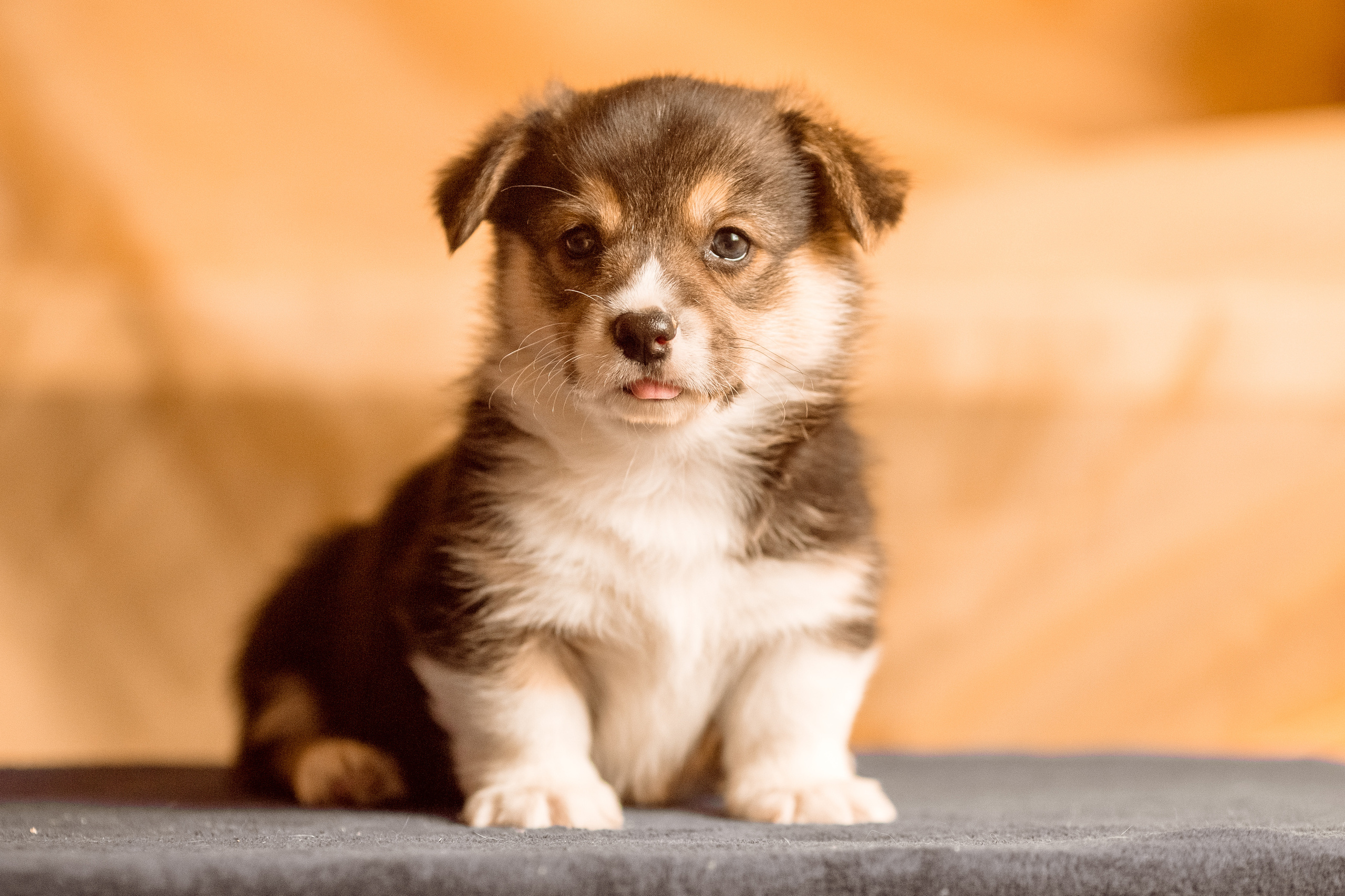 Фотосессия щенков корги дома