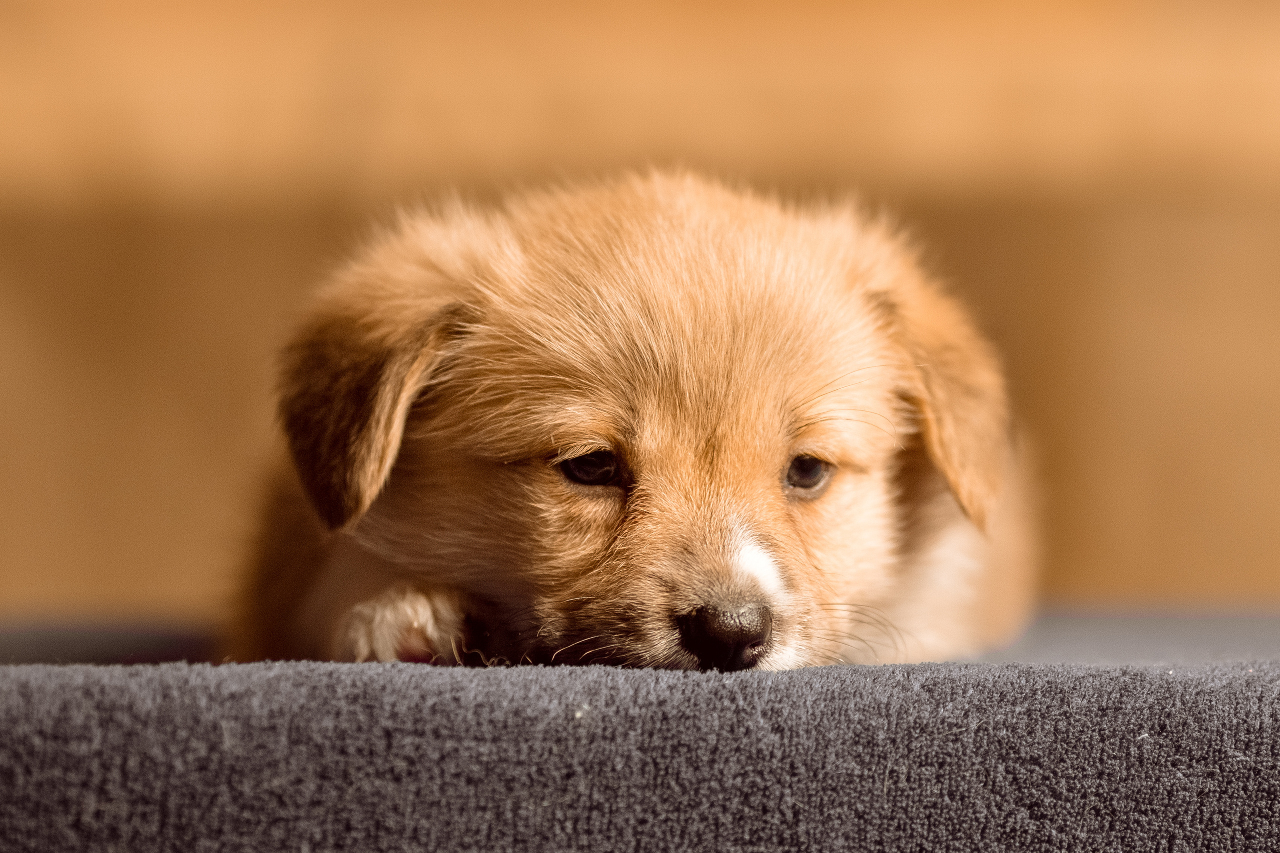 Фотосессия щенков корги дома