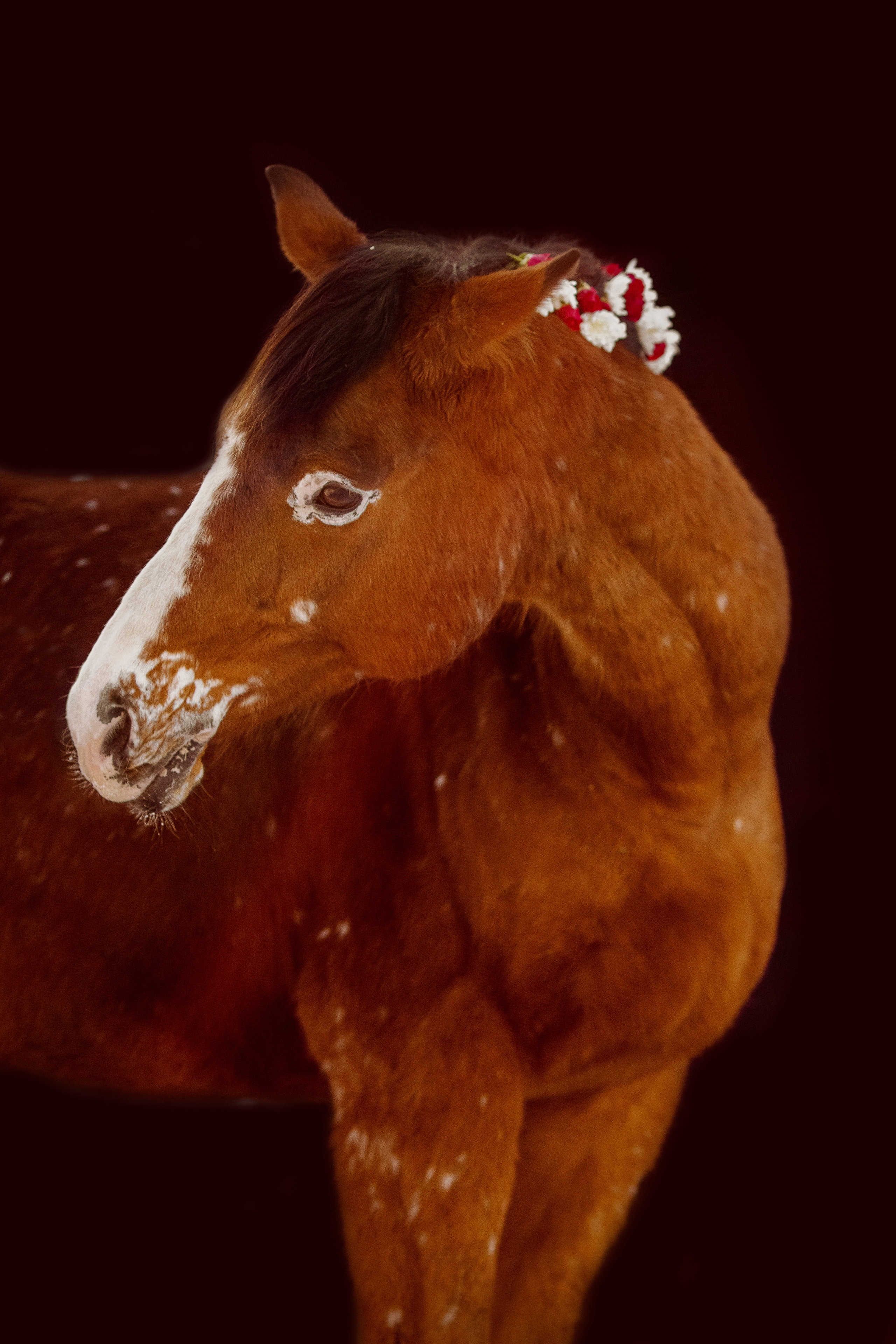 Фото лошади с цветами в гриве