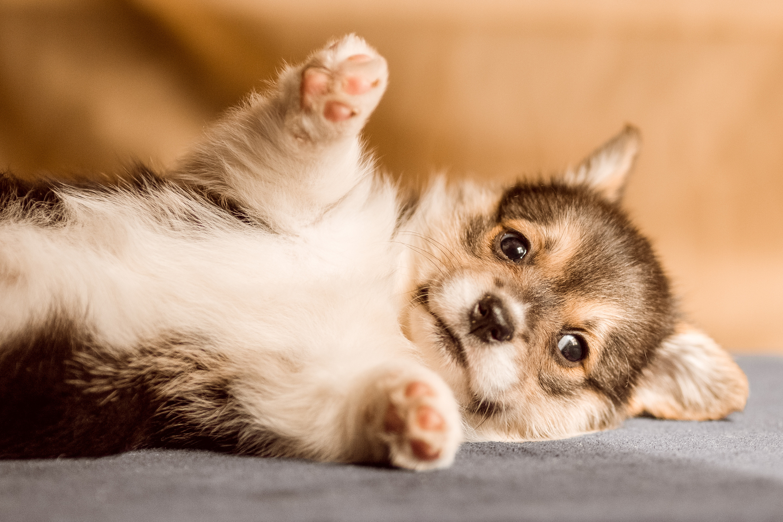 Фотосессия щенков корги дома