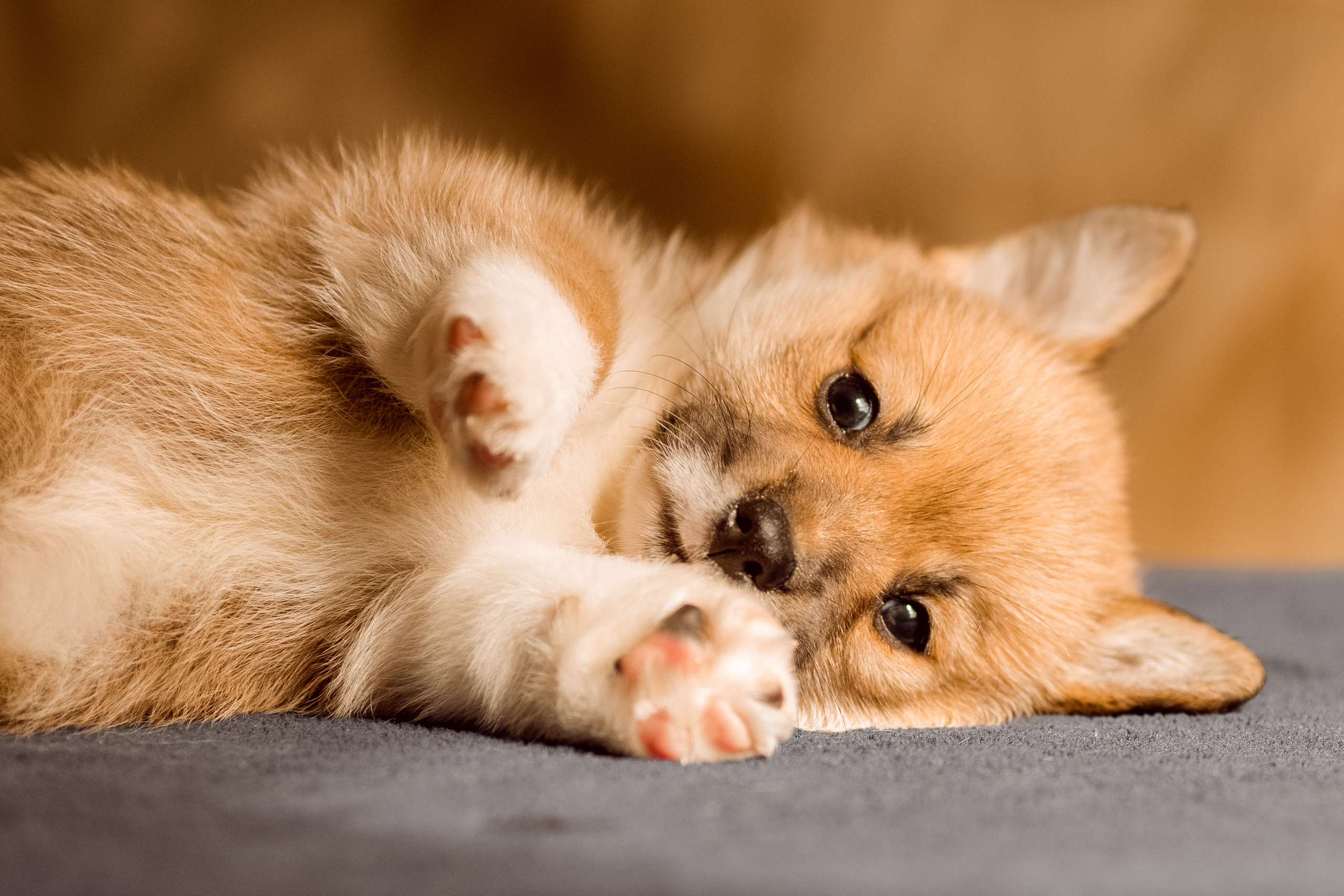 Фотосессия щенков корги дома