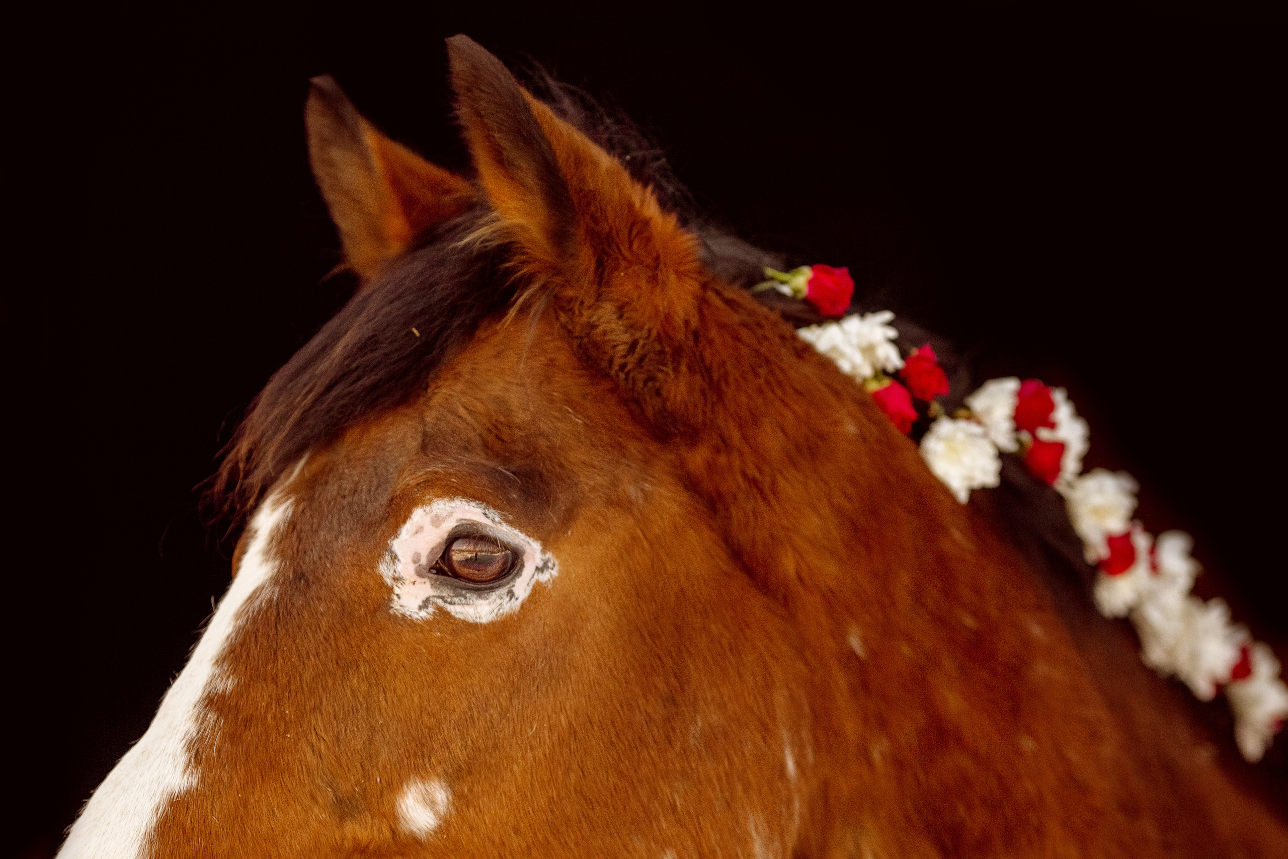 Фото лошади с цветами в гриве