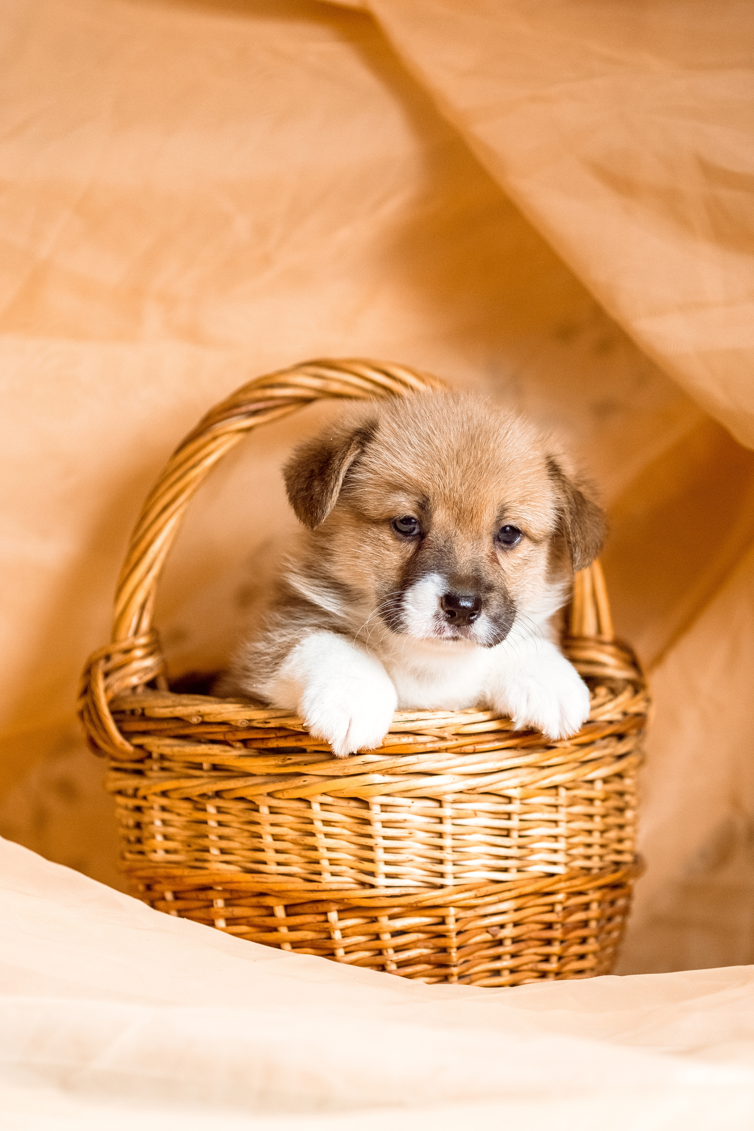 Фотосессия щенков корги дома