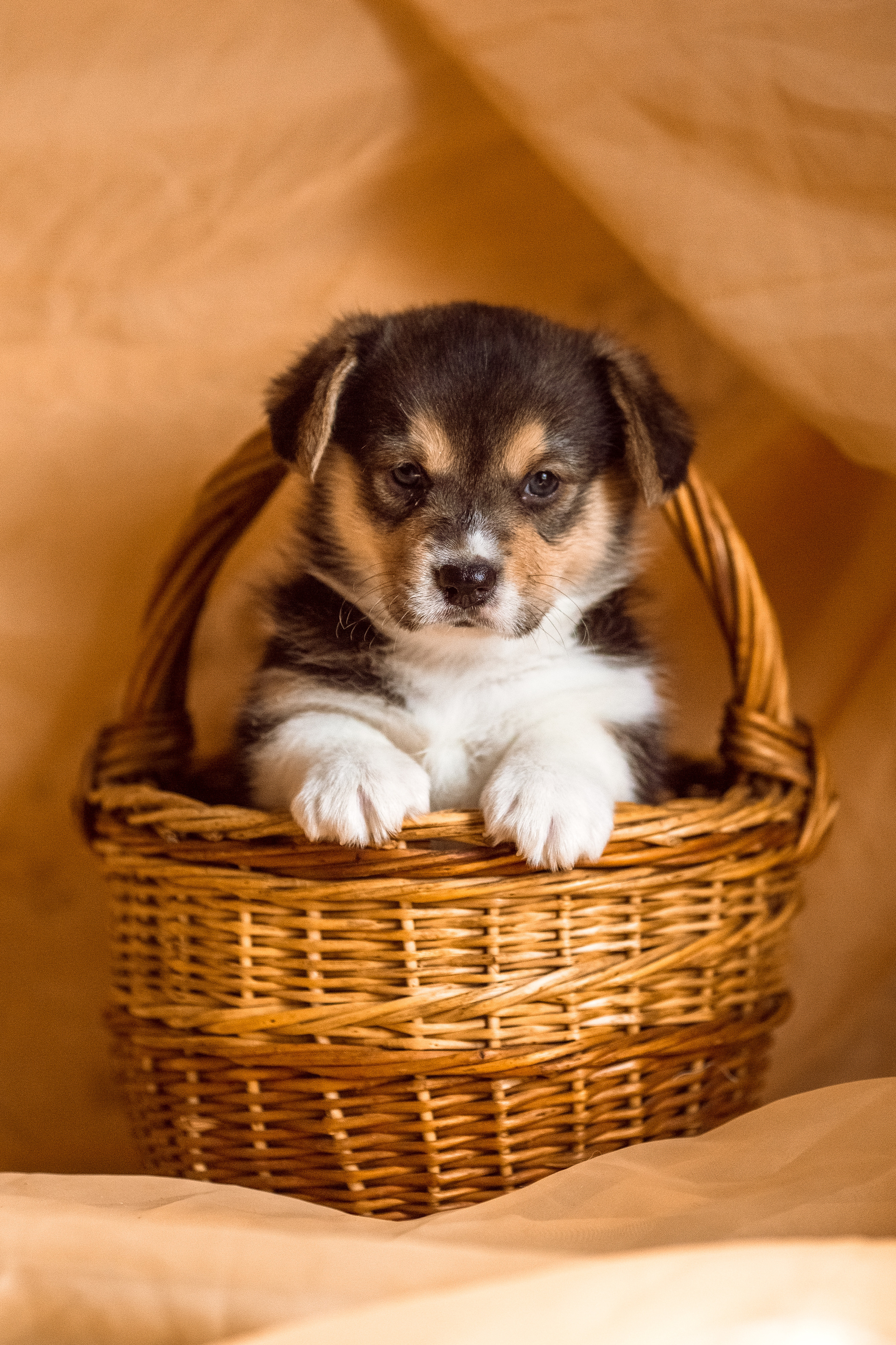 Фотосессия щенков корги дома