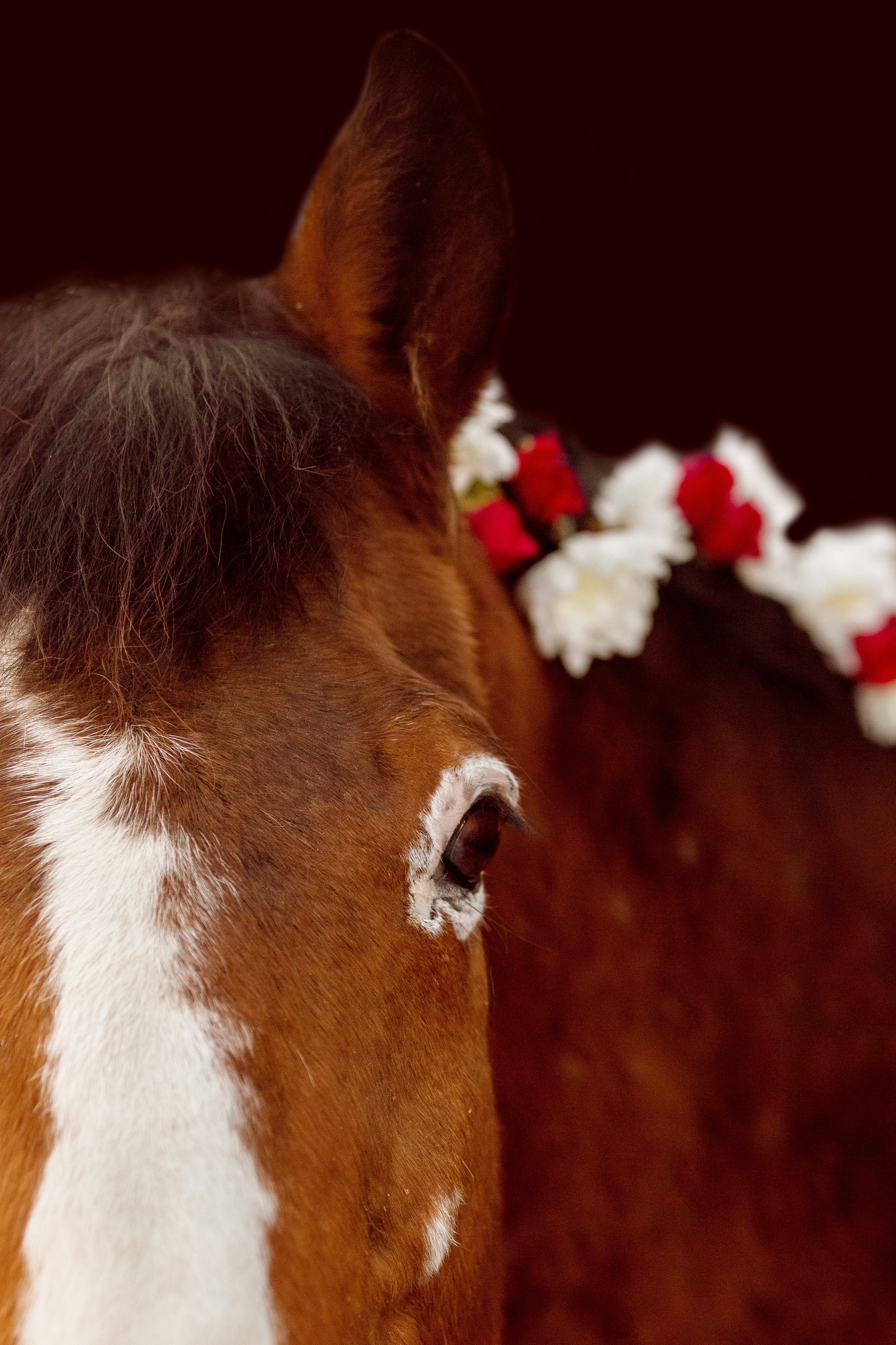 Фото лошади с цветами в гриве