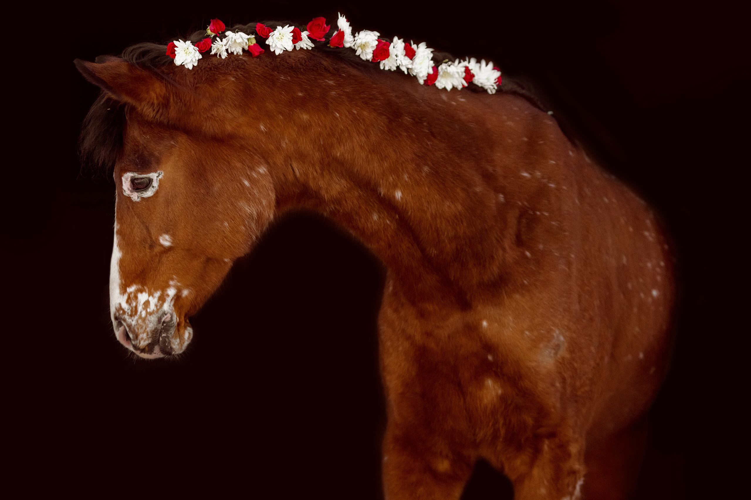 Фото лошади с цветами в гриве