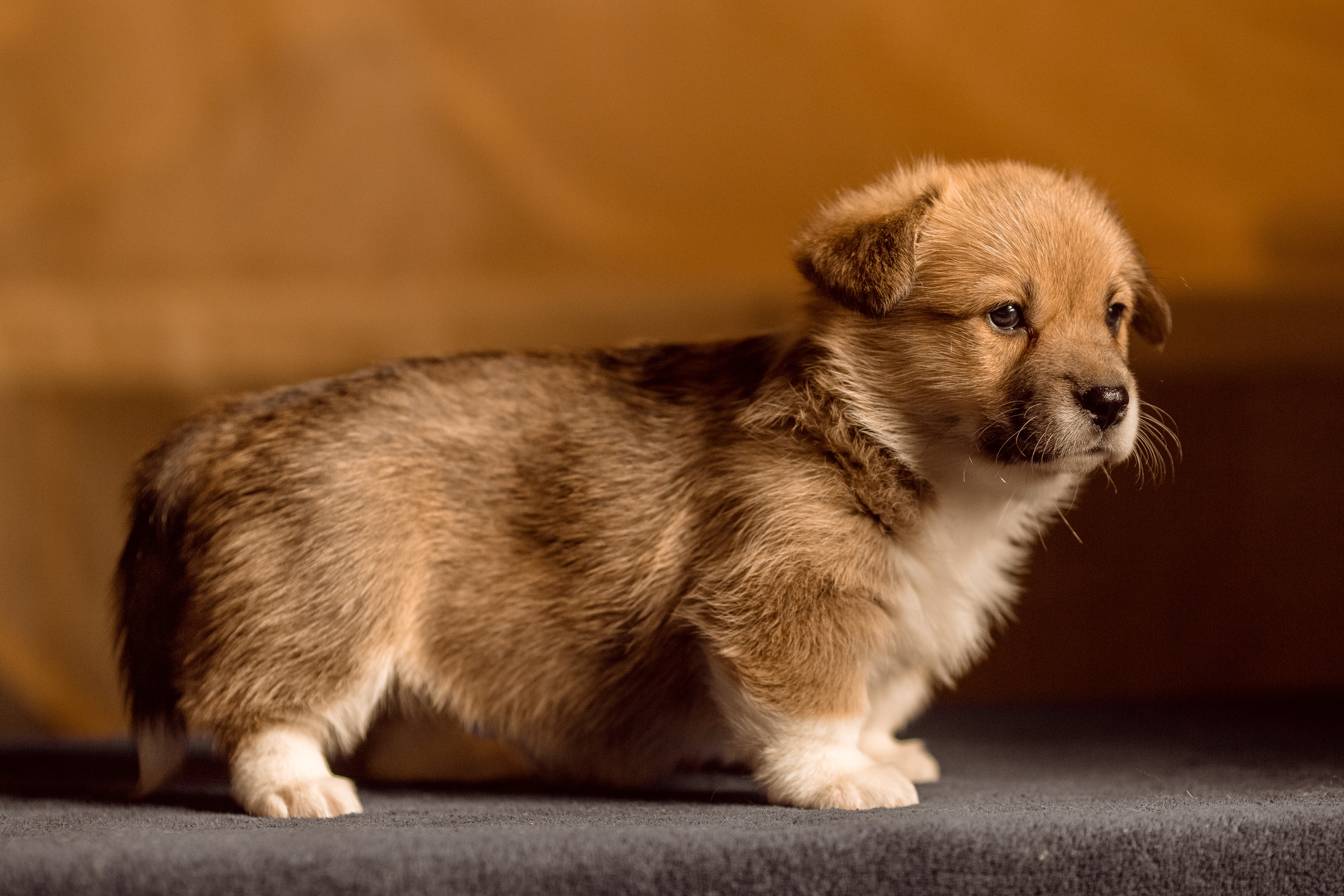 Фотосессия щенков корги дома