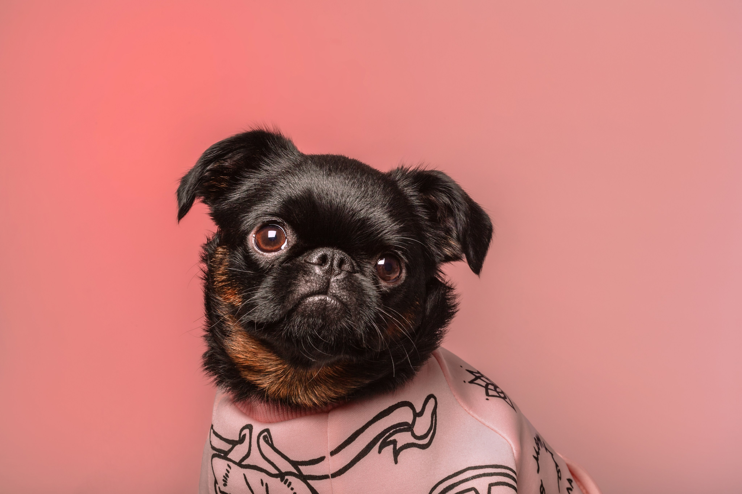 Студийная фотосессия с цветным светом. Фотограф-анималист Татьяна Степанова