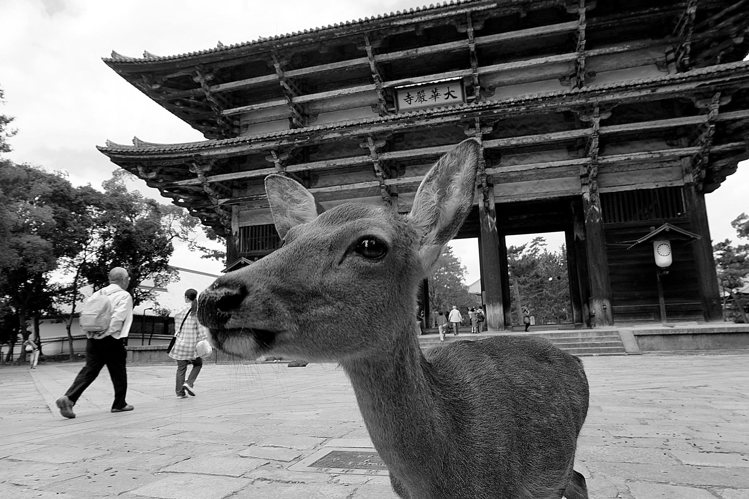 ЯПОНИЯ. Семейный и travel-фотограф из Израиля