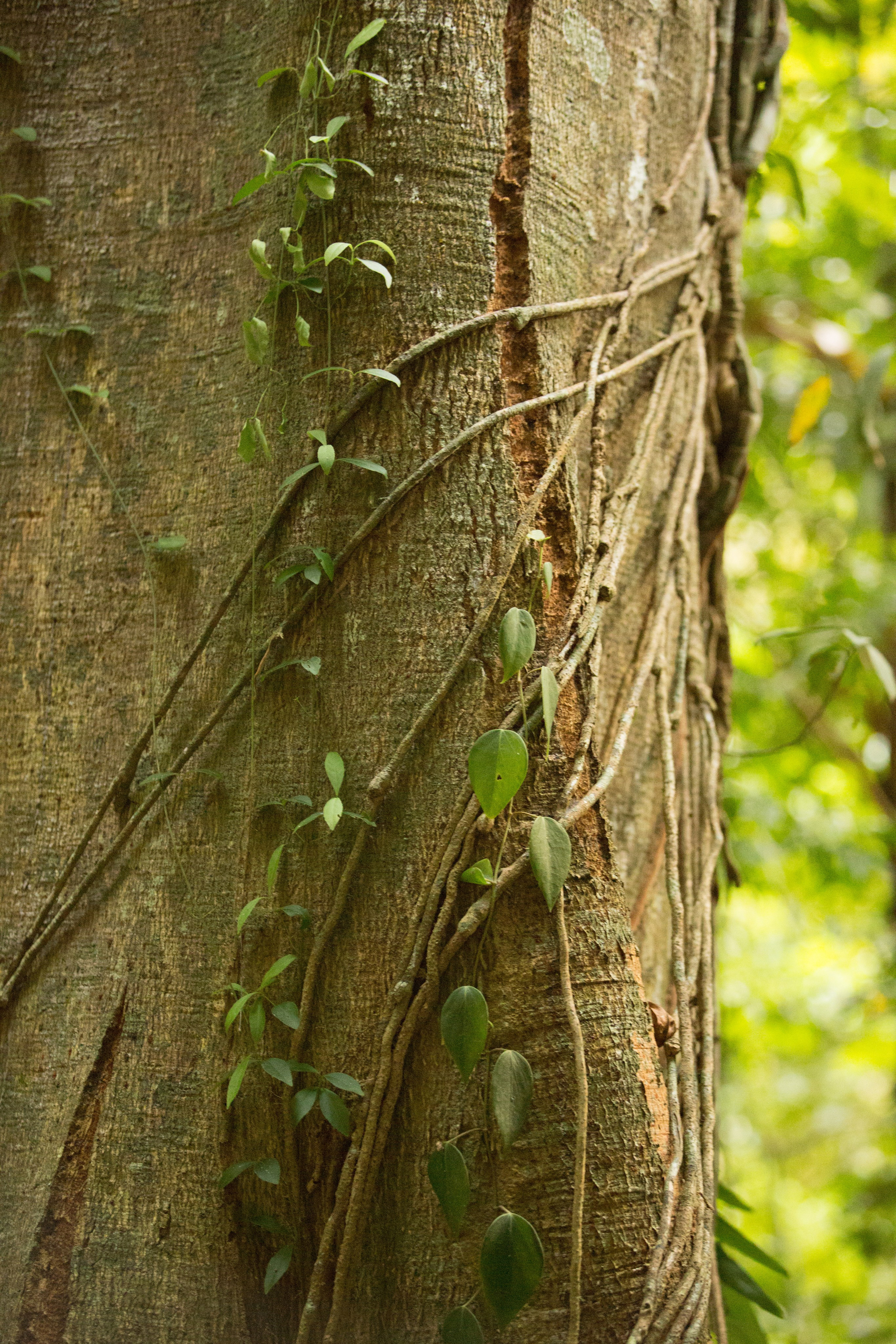 Фото Тайланда. Студия Максима Белослюдцева