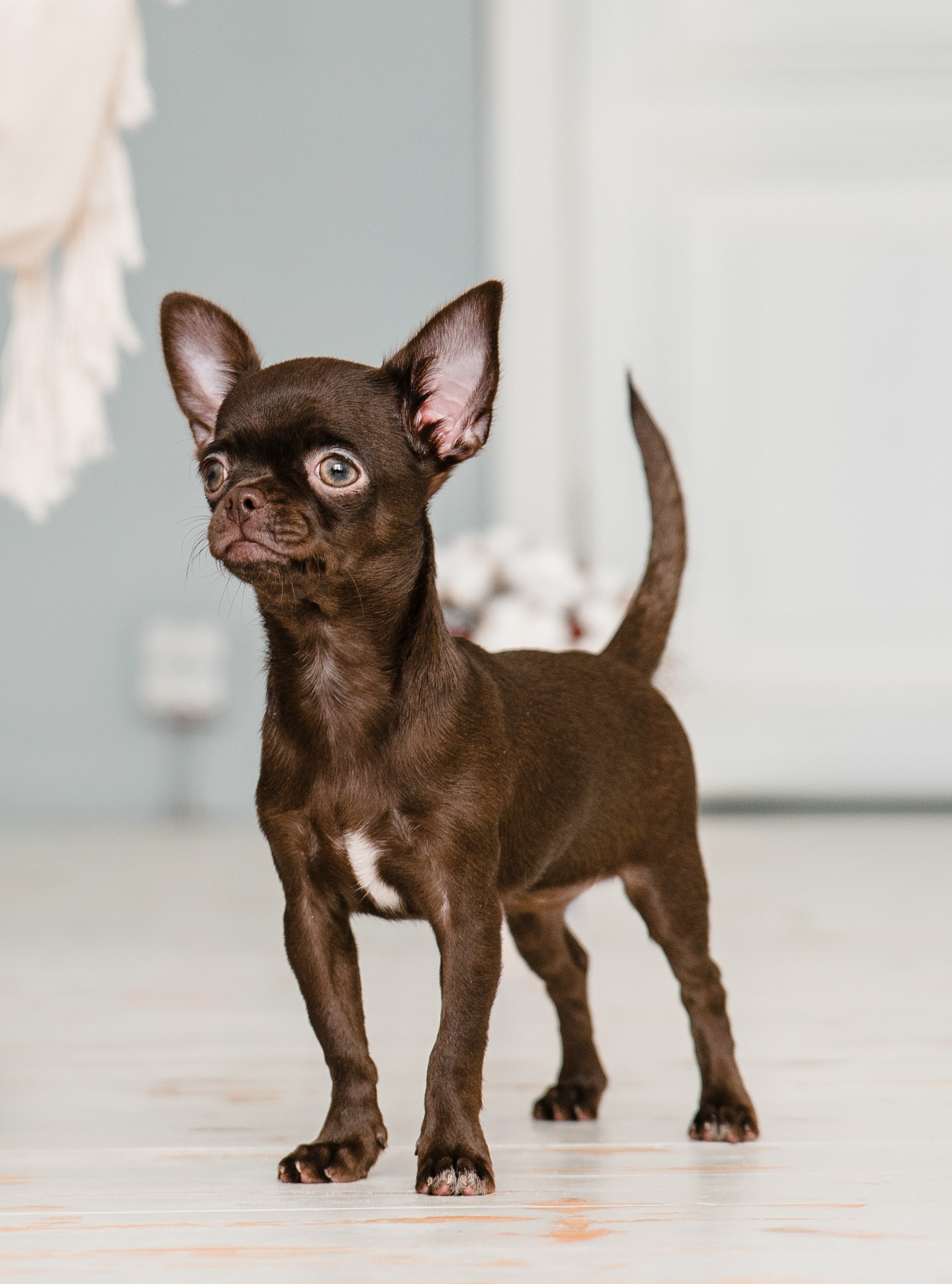 Чихуа Ахуа студия. Главная