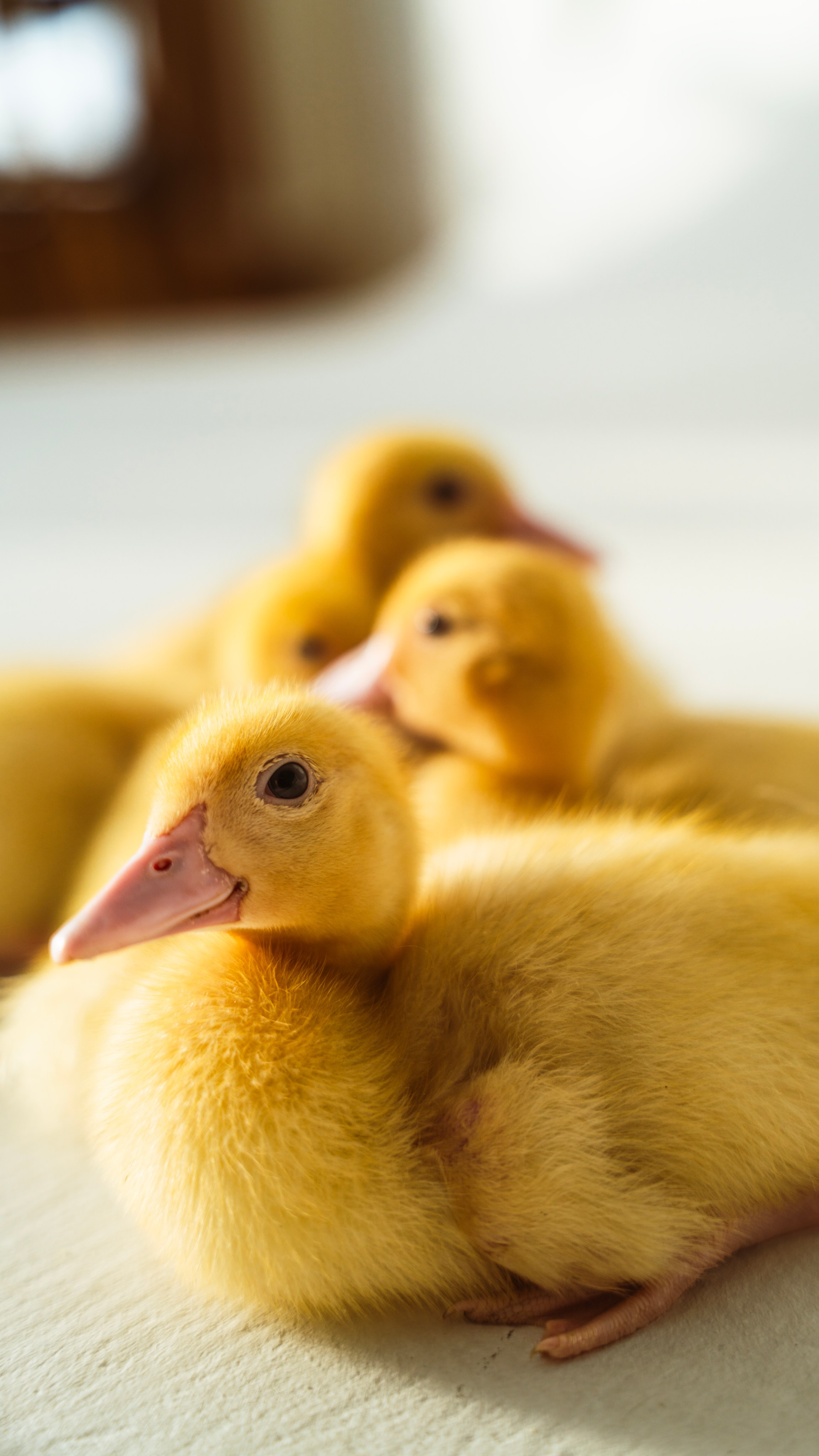 Немного Утят. Главная