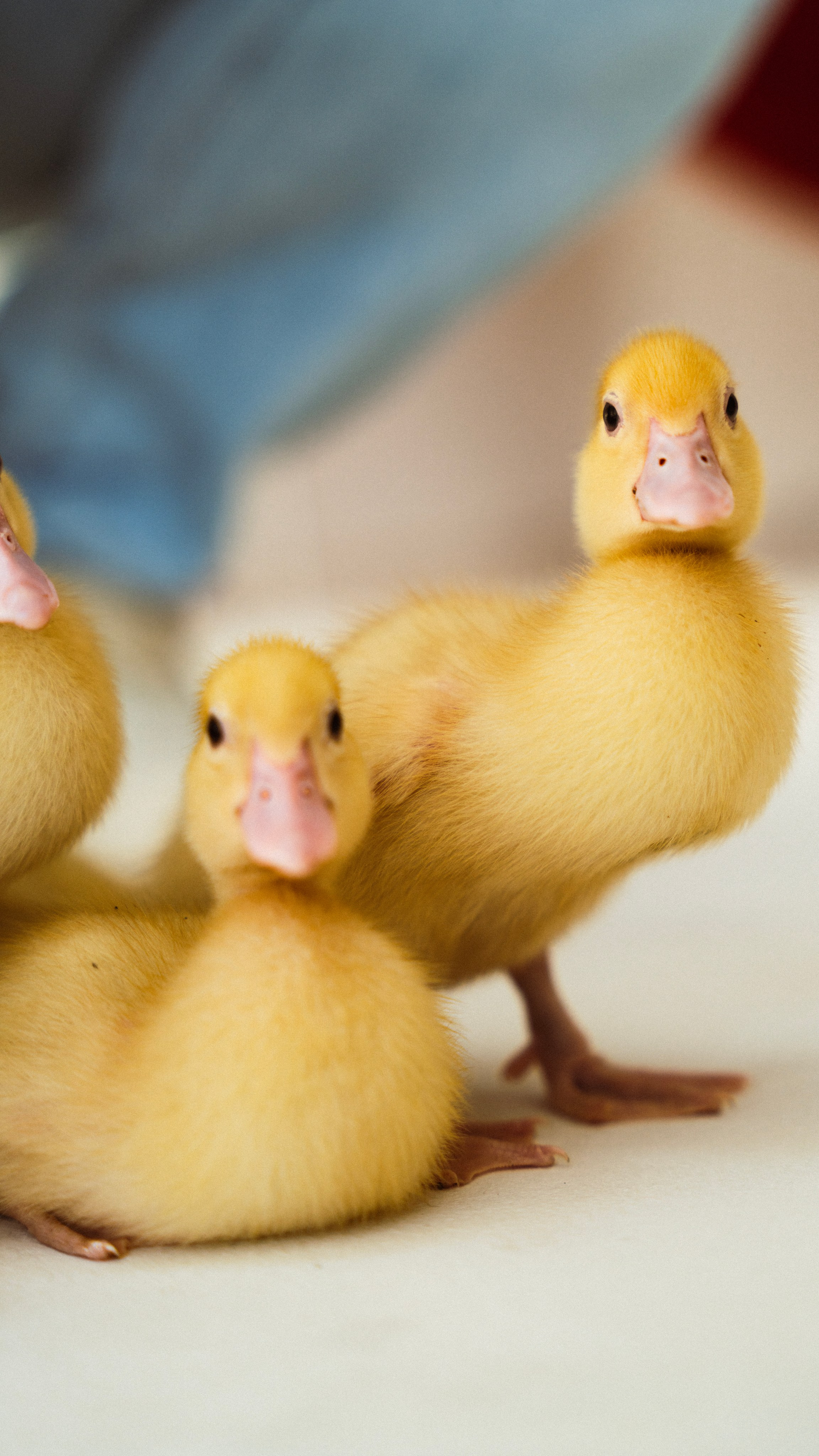 Немного Утят. Главная