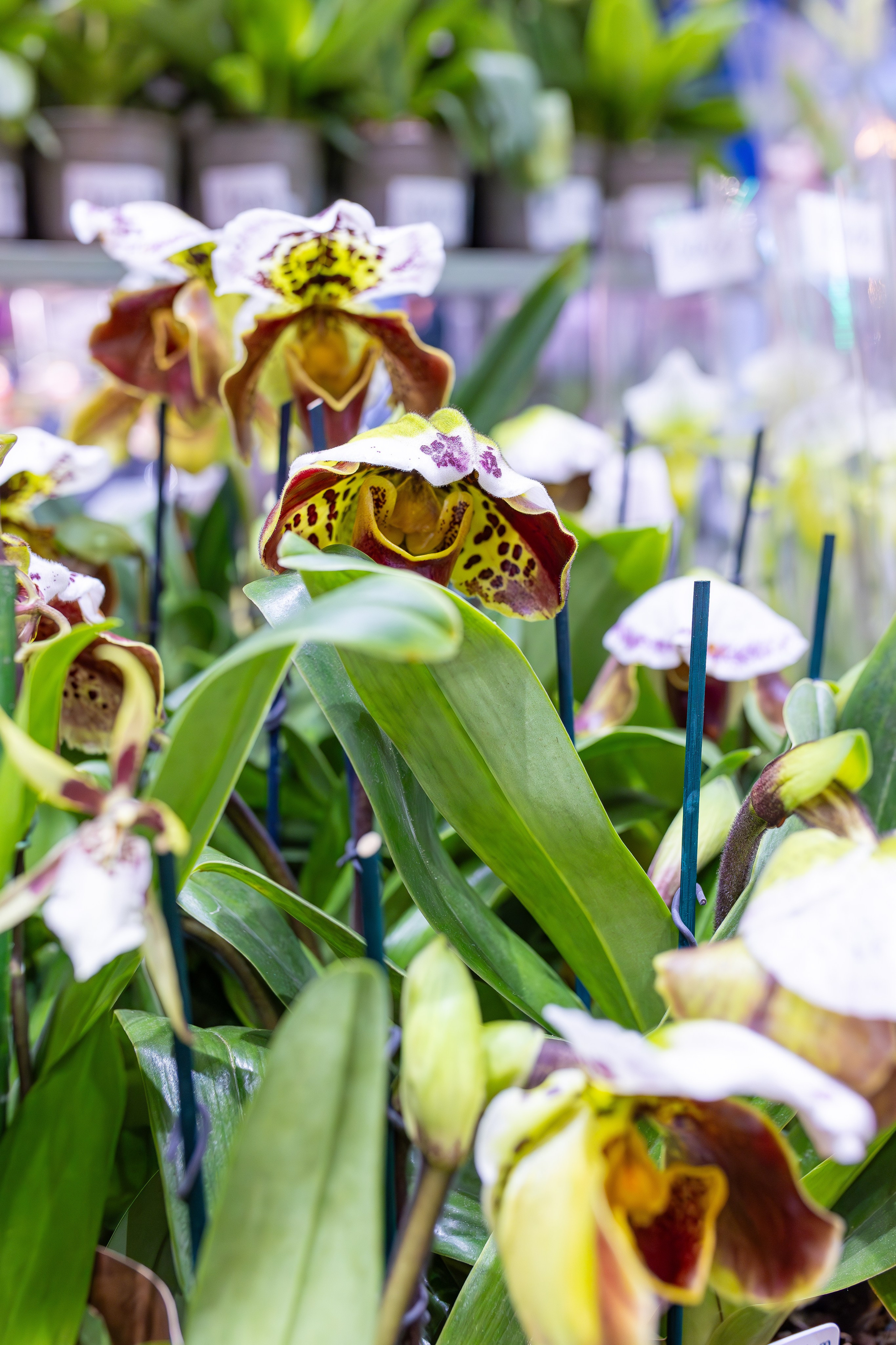 Орхидиум 12.2025. Александра Куликова фотограф, Москва