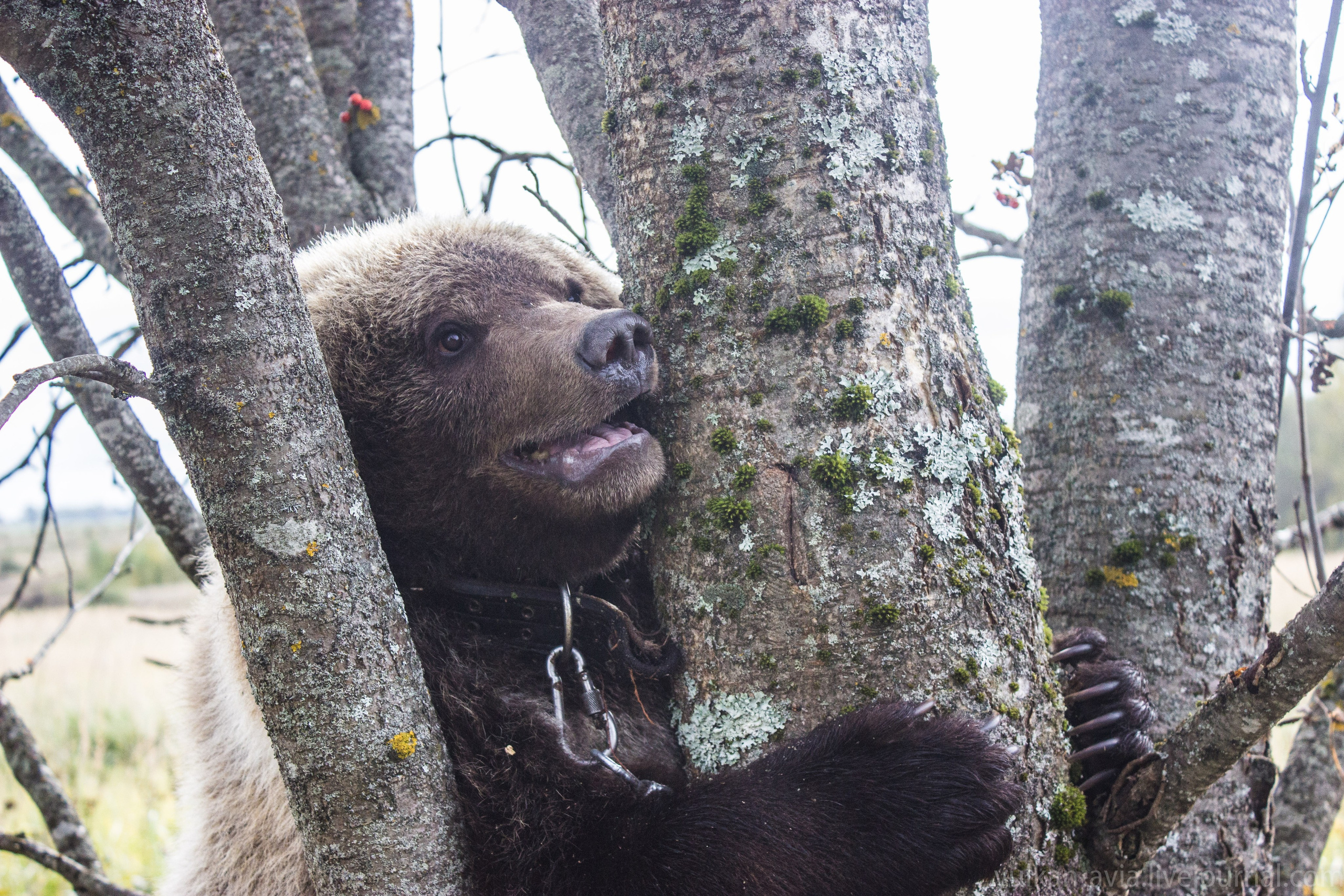 Медведь Мансур. Фотоальбом показывающий увлекательный мир авиации и мир медведей Андрея Иванова