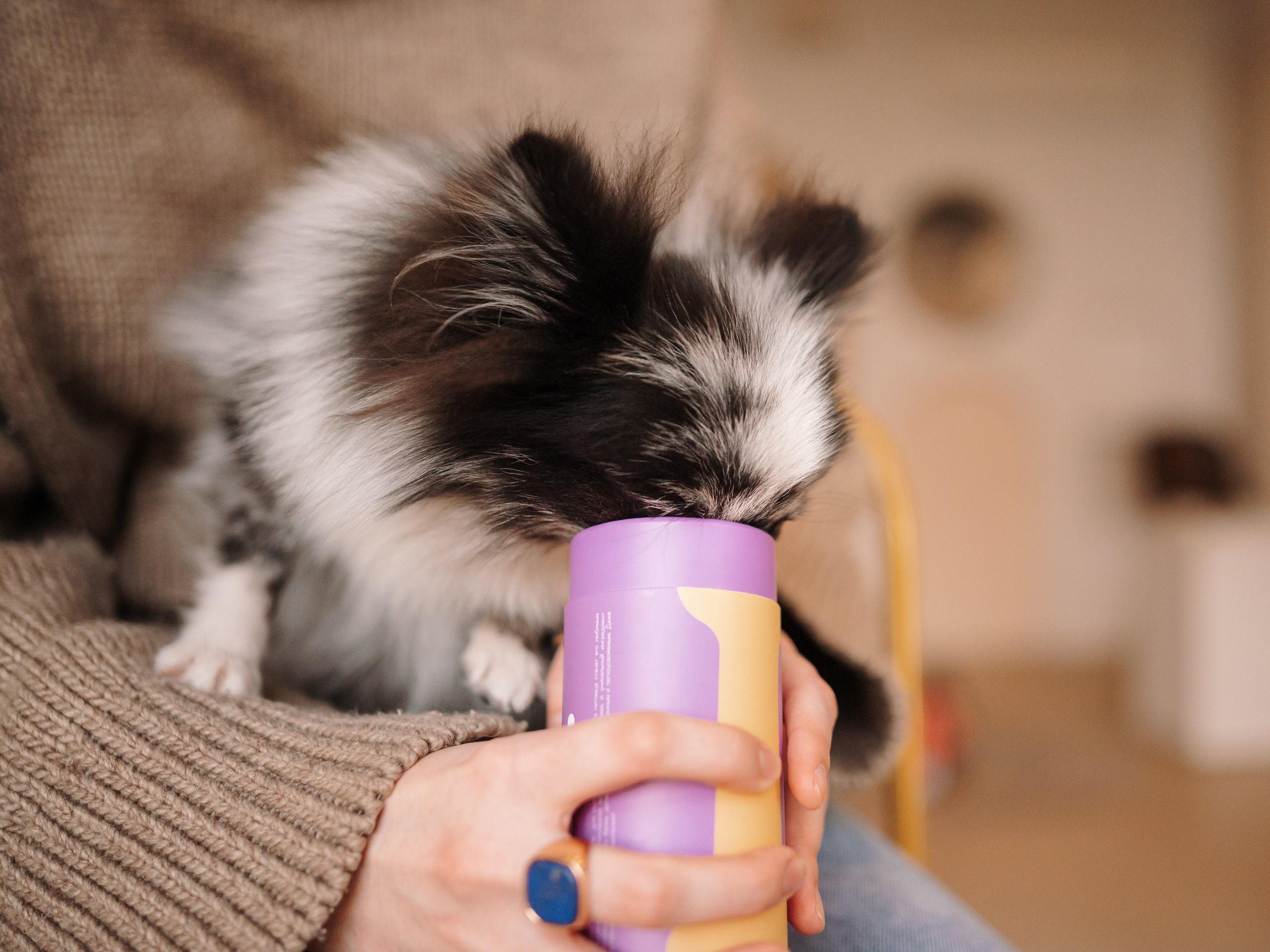 Cosmodog. Миски и лакомства. Семейный фотограф анималист Ананьева Мария — Москва