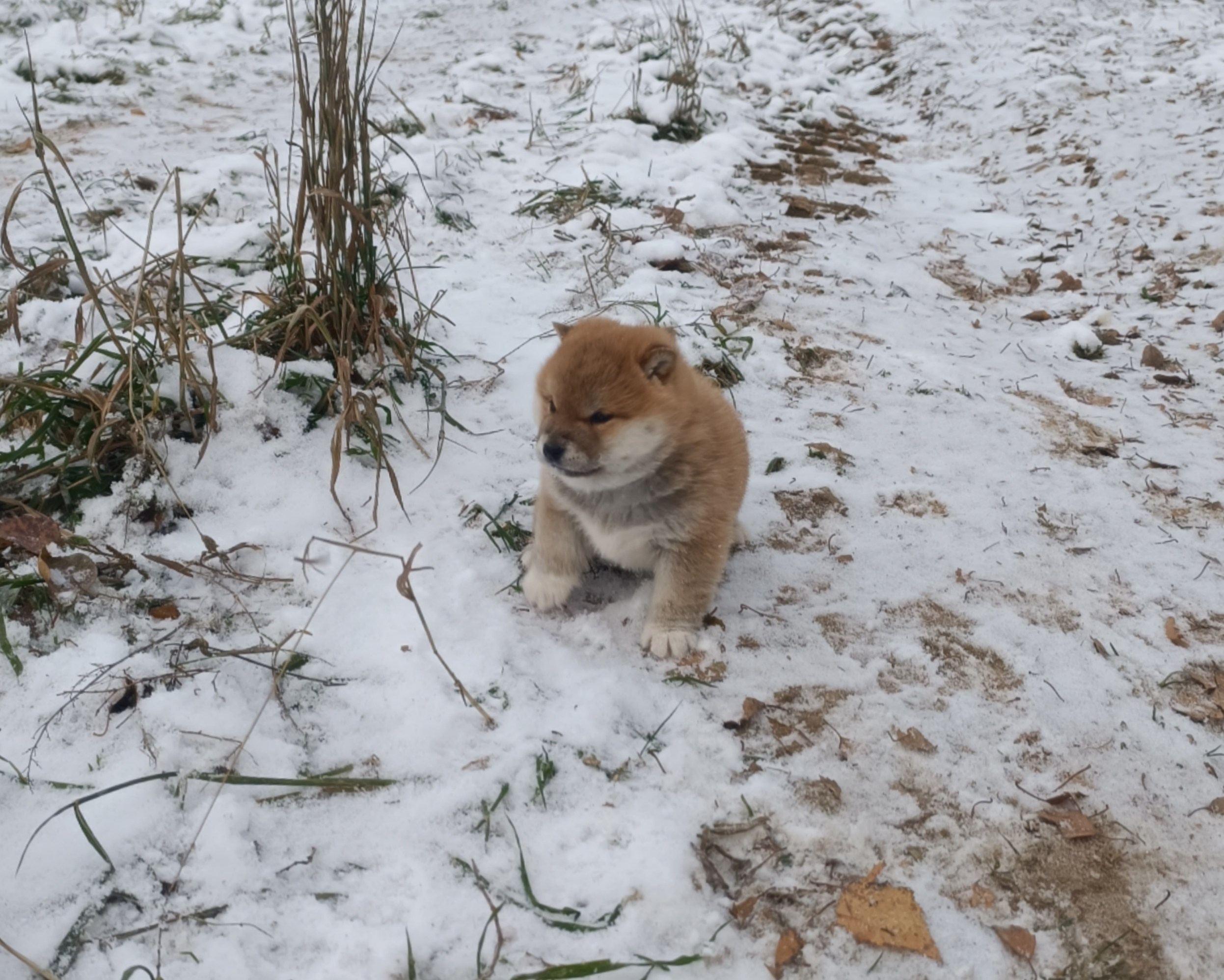 сиба питомник Рубилайт щенки на продажу rubylight  сиба щенки купить СПб Санкт-Петербург 
