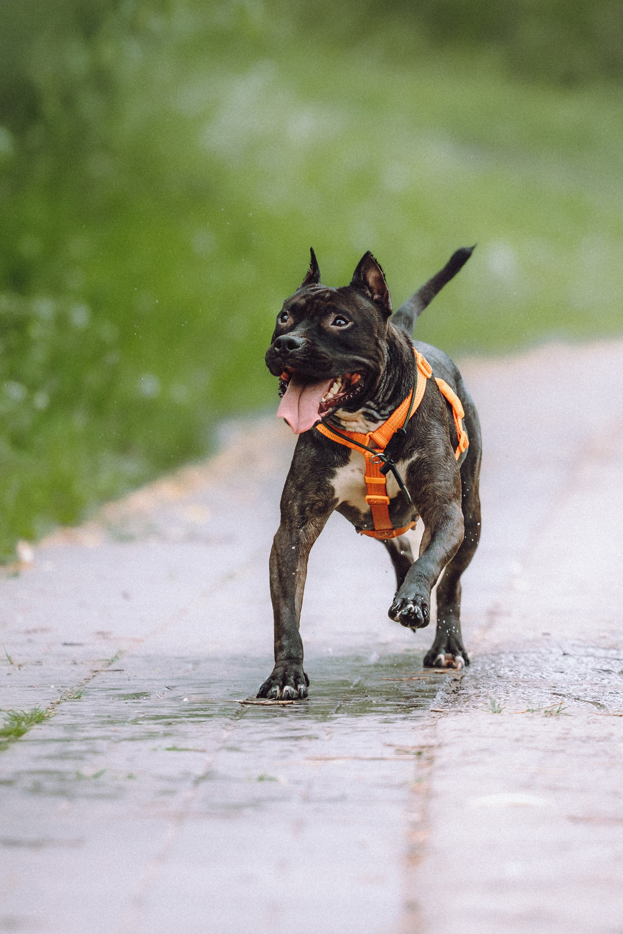 Паша, Хайди и Тея