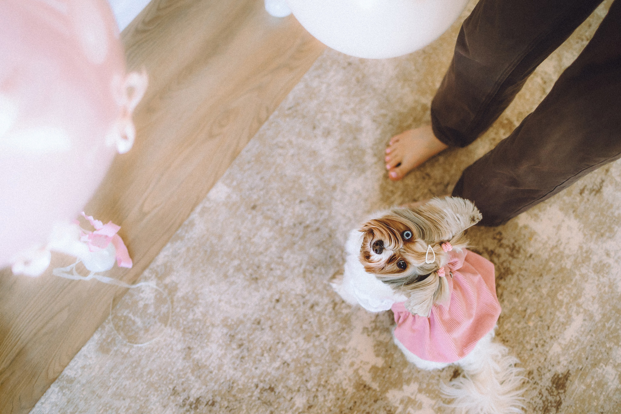 День Рождения Шу