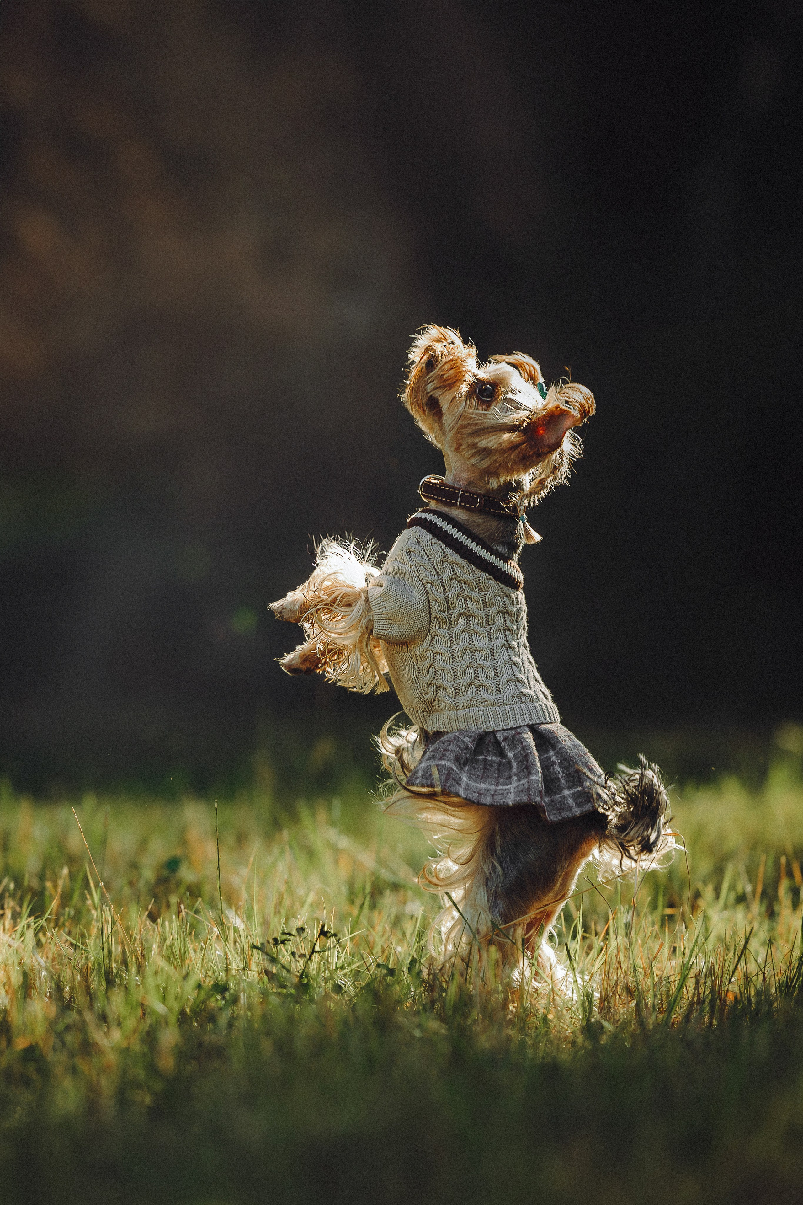 Дженни, Оливия и их семья