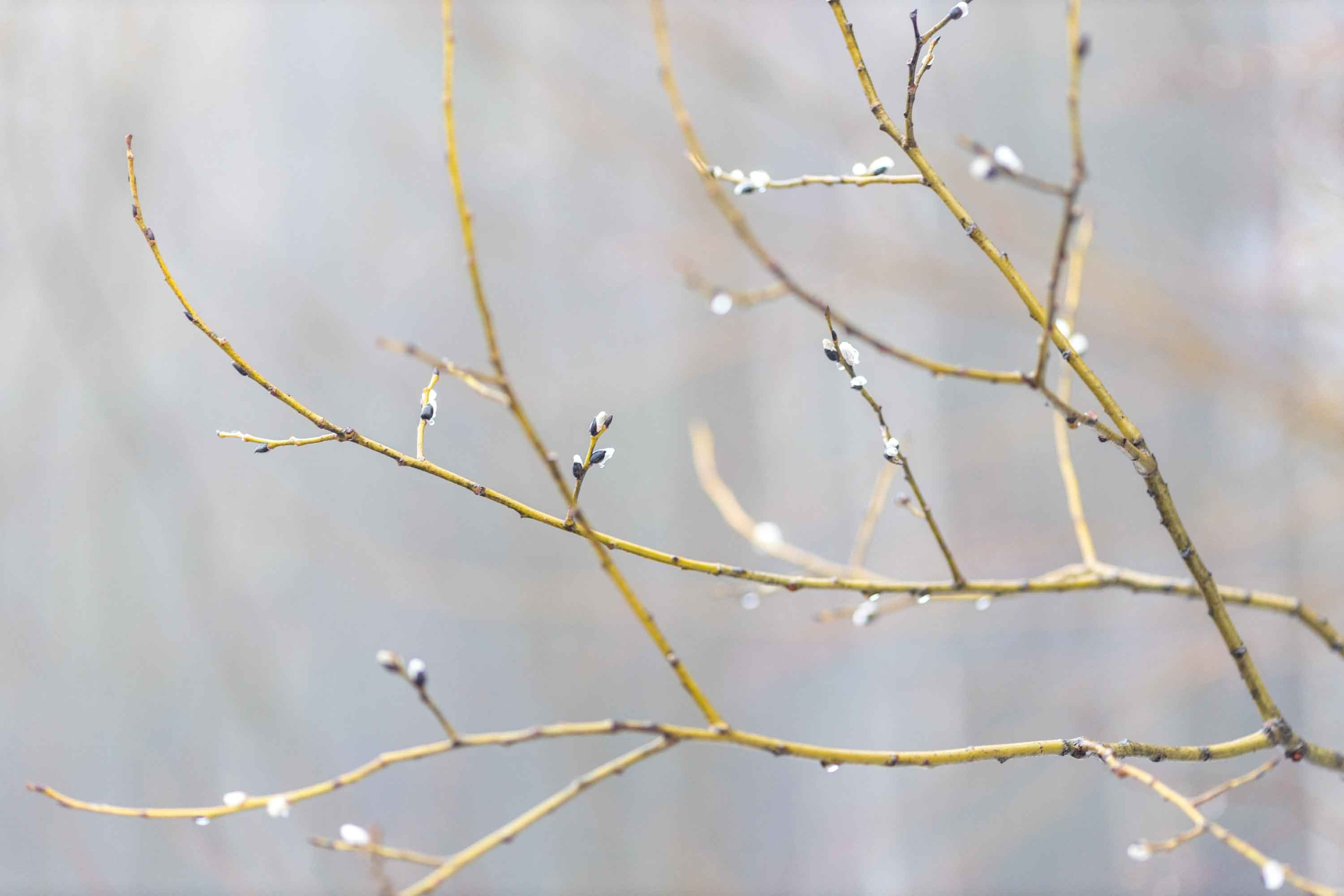Природные пейзажи. Наталия Клевинскас портретный фотограф в Костроме