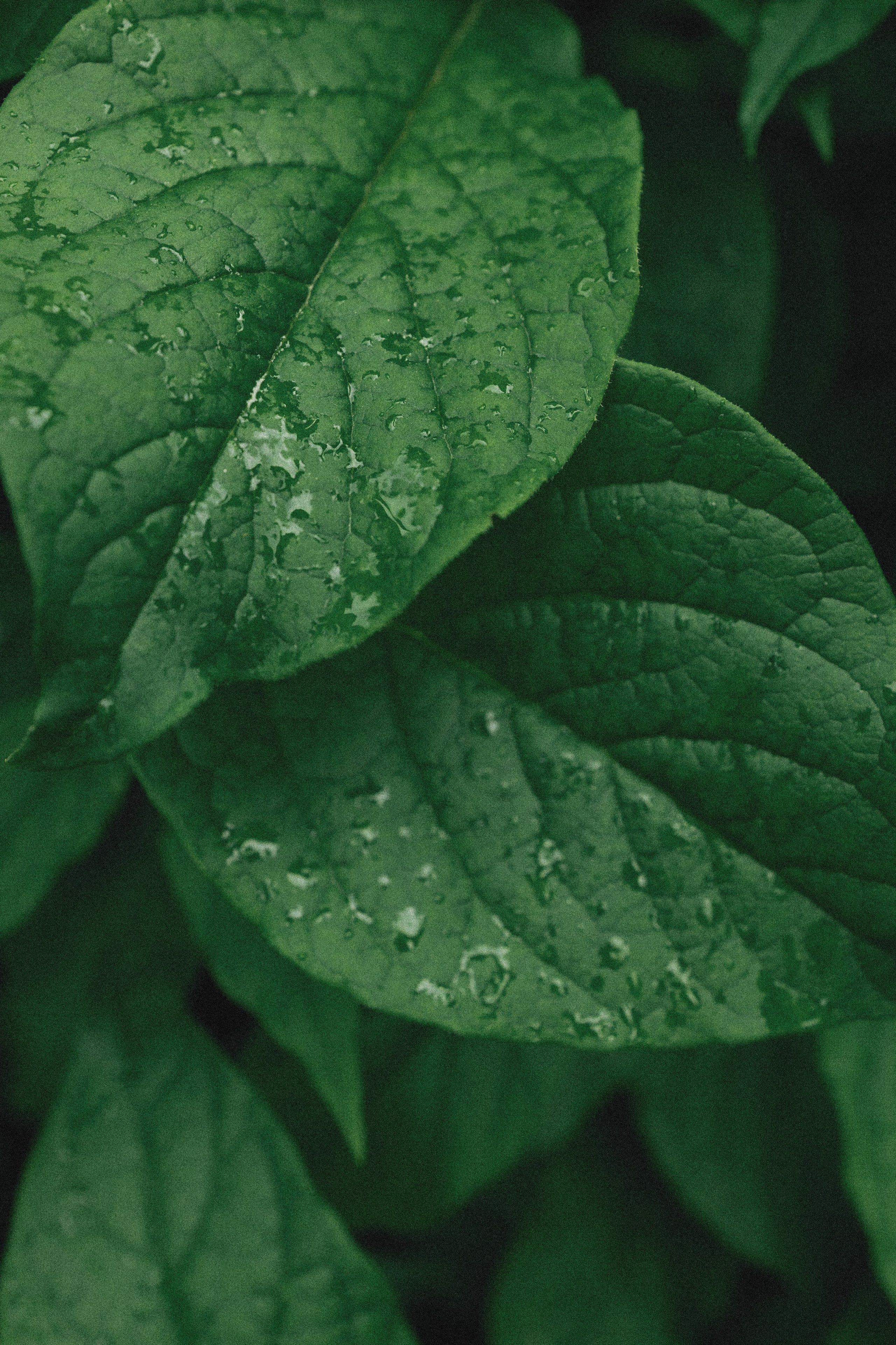 Эстетика П р о Я в л е н и я. Виноградова Маргарита. Фотограф P r o Явления