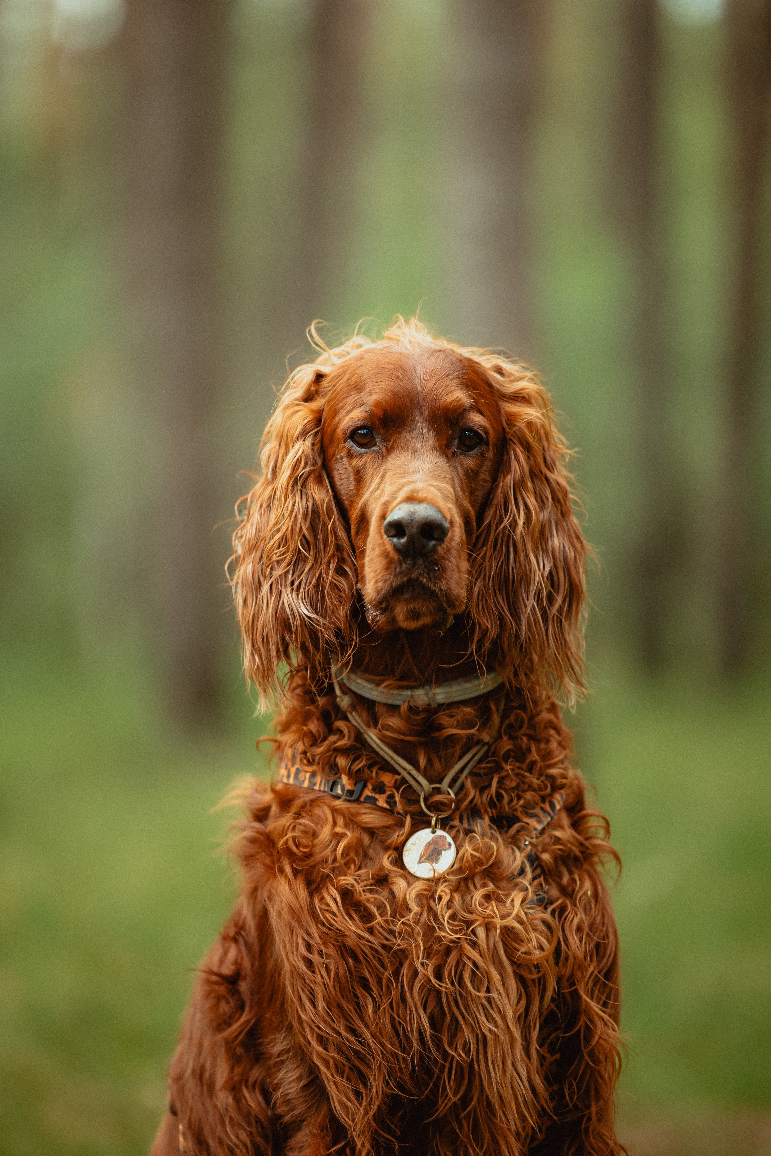 Выездной дог-тренинг от школы «Шерсть имею»