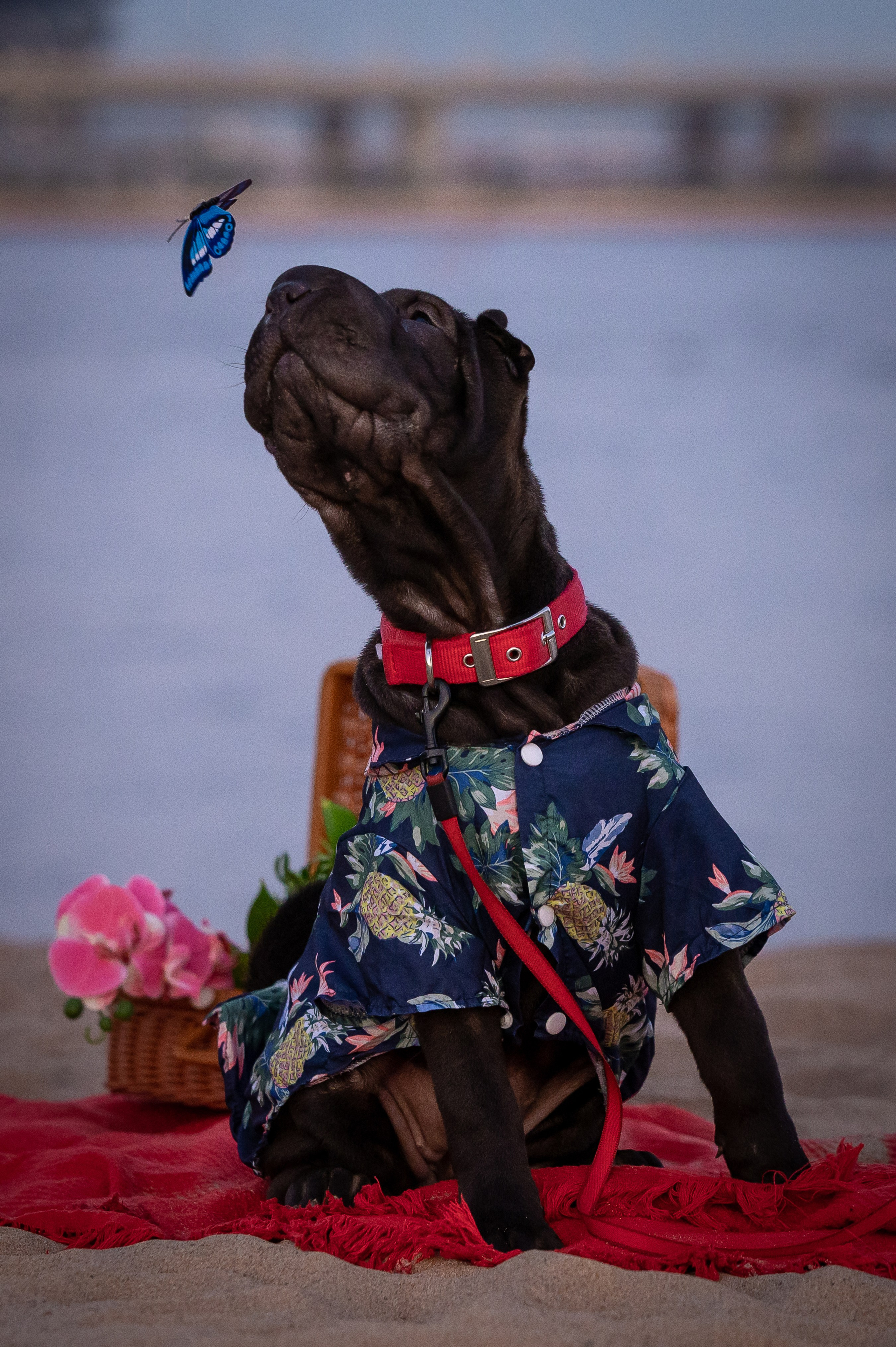 Собаки. Фотограф-анималист в Санкт-Петербурге Анастасия Иванова