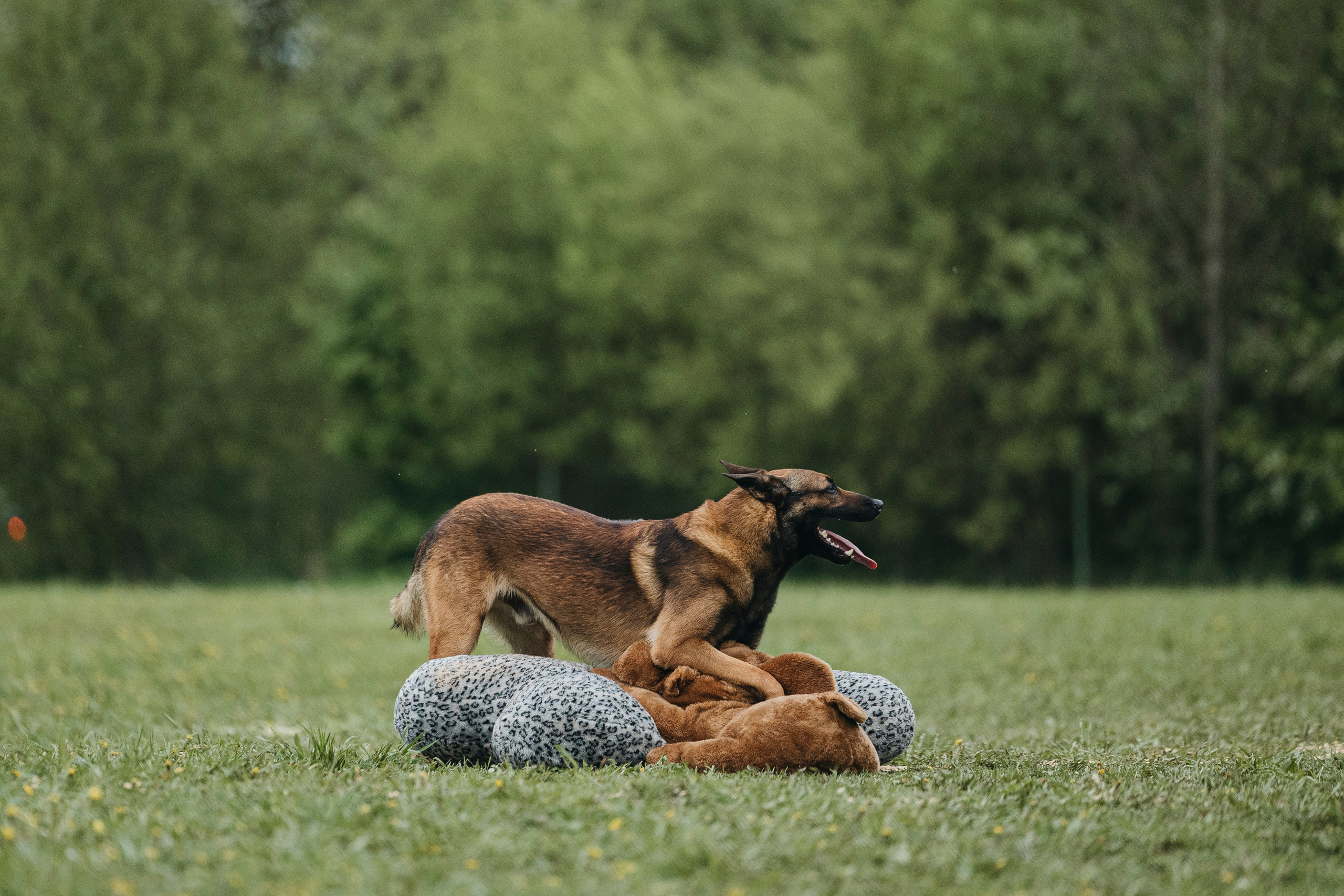 26.05.25 г. Пушкин квалификационные соревнования. Фотограф-анималист Анна Маринич