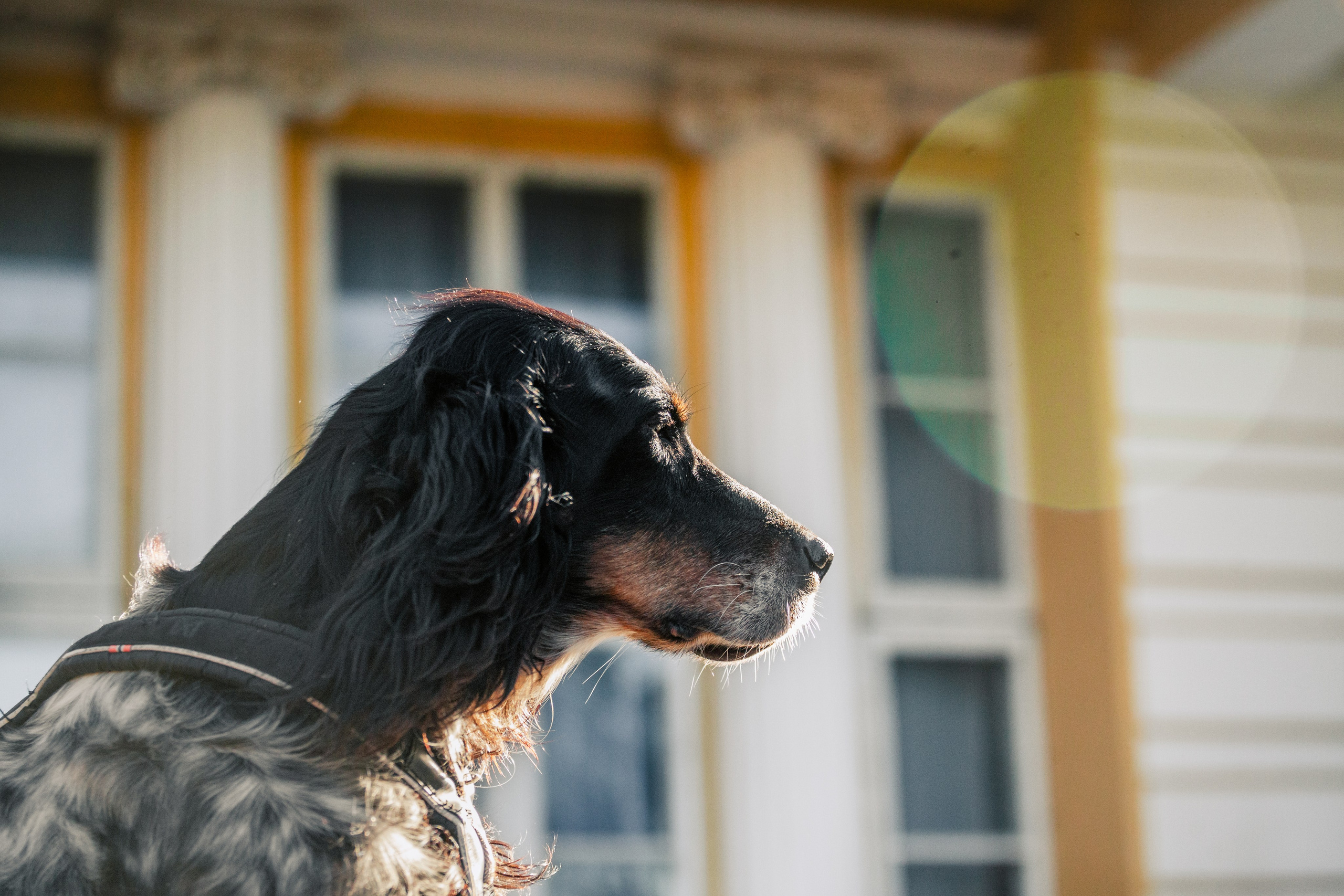 Света, Хайди, Богдана. Фотограф-анималист Татьяна Степанова