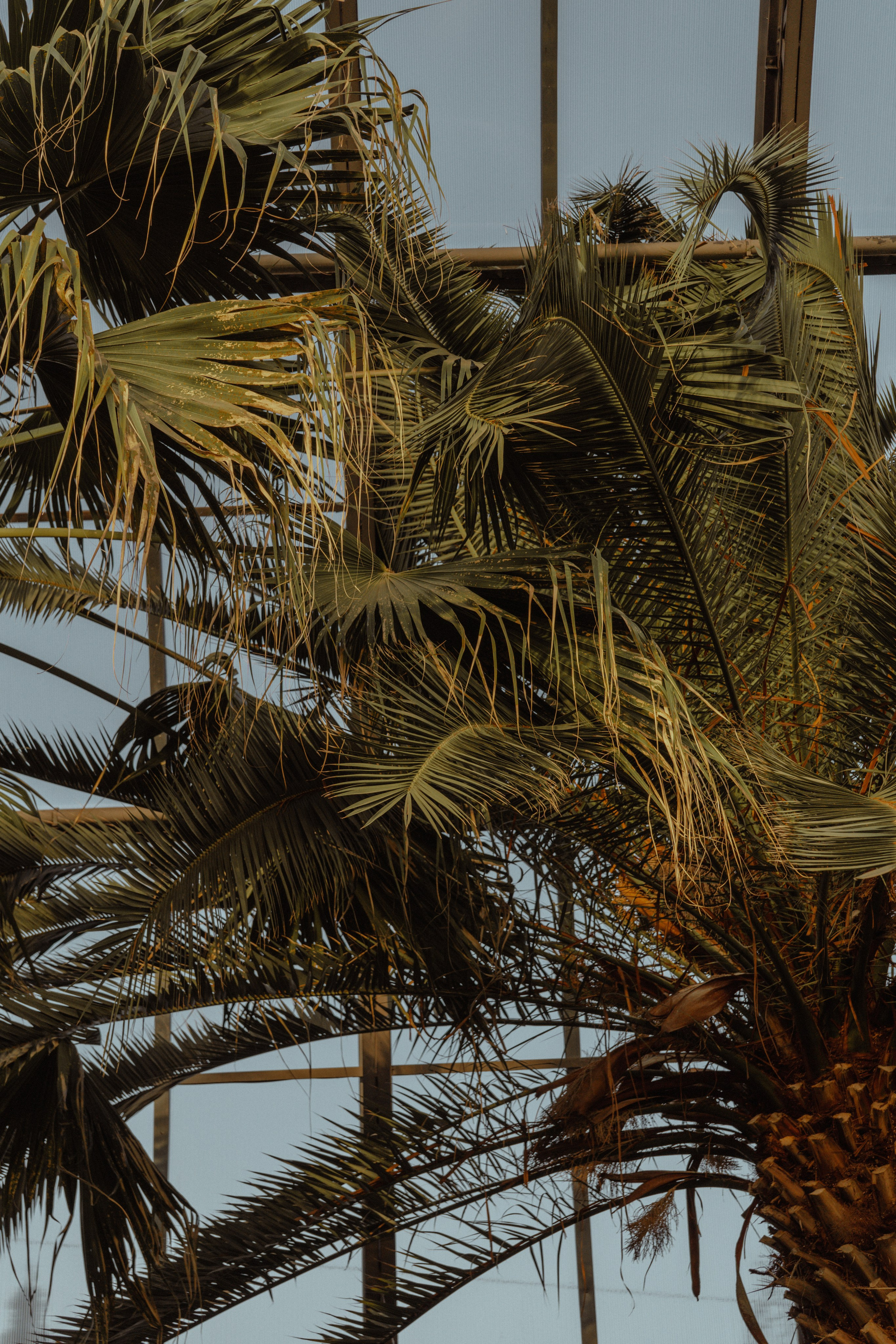 Глеб | Оранжерея Таврического сада. Фотограф предметной съемки, контент-фотограф, ретушер