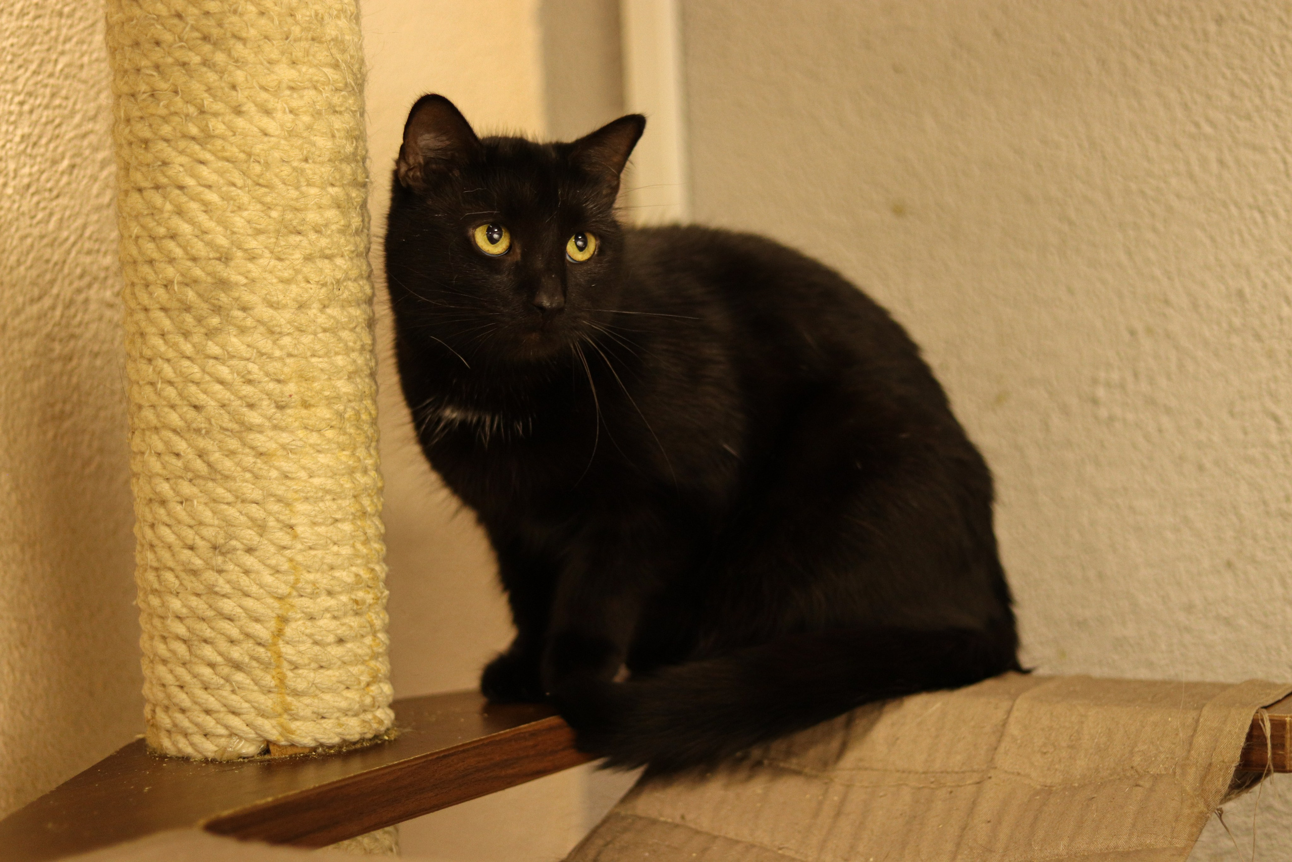 Петербургский дом кота (27 июня 2024). Ивентный фотограф в Санкт-Петербурге Олег Комков