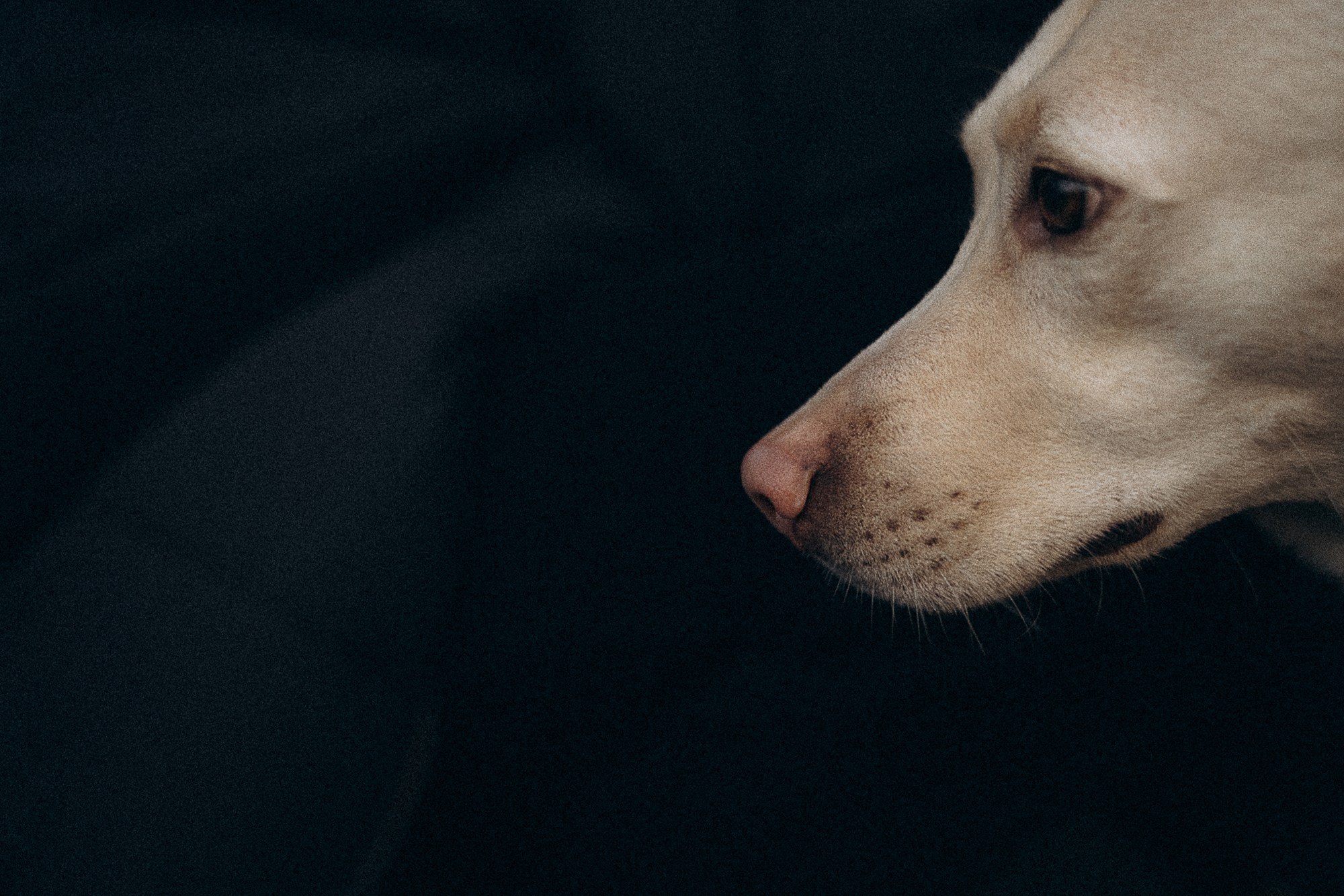 Туся. Фотограф анималист в Москве и Санкт-Петербурге Свиридова Анна