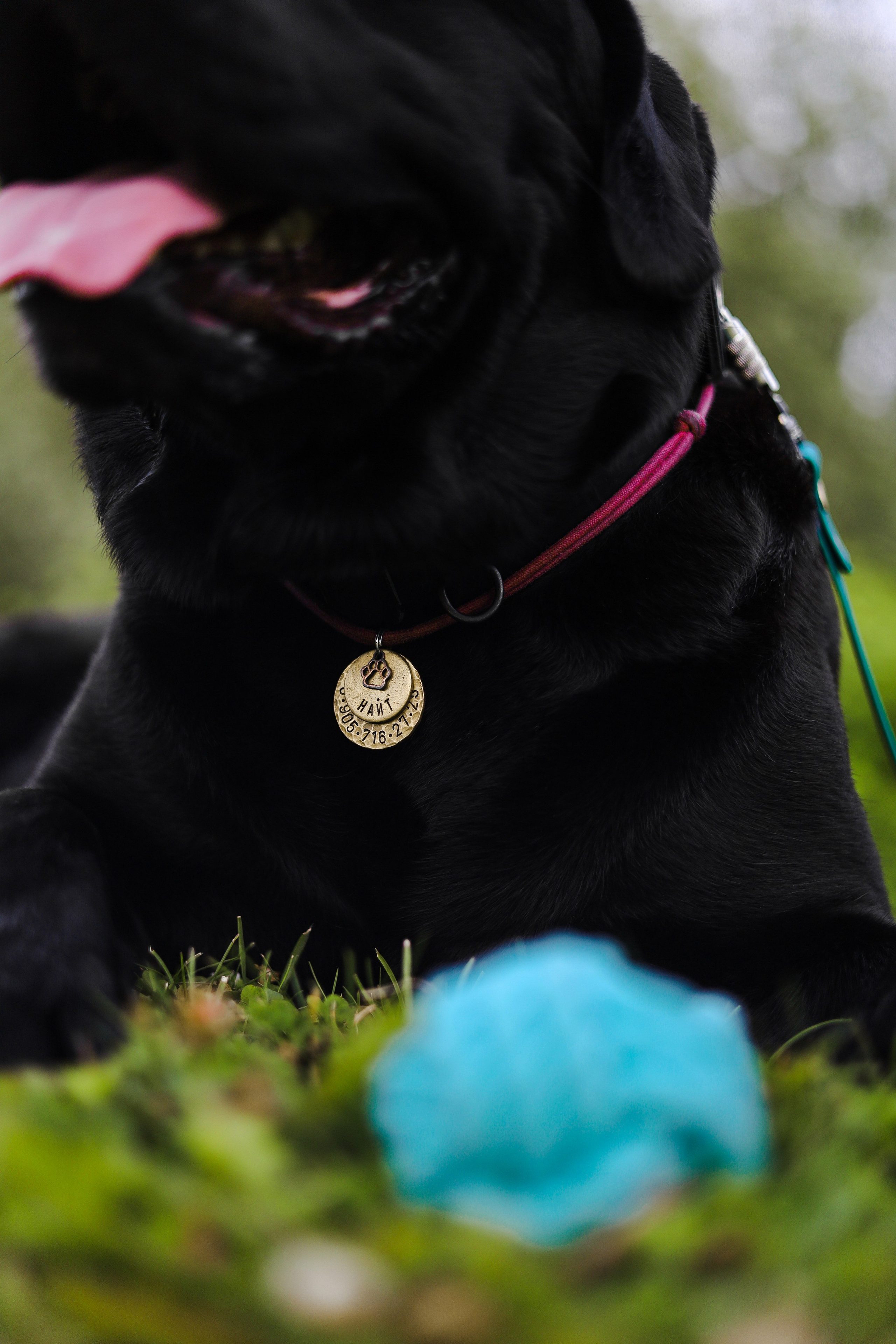 Найт и Соня. Фотограф-анималист Ксения Шевцова|Москва