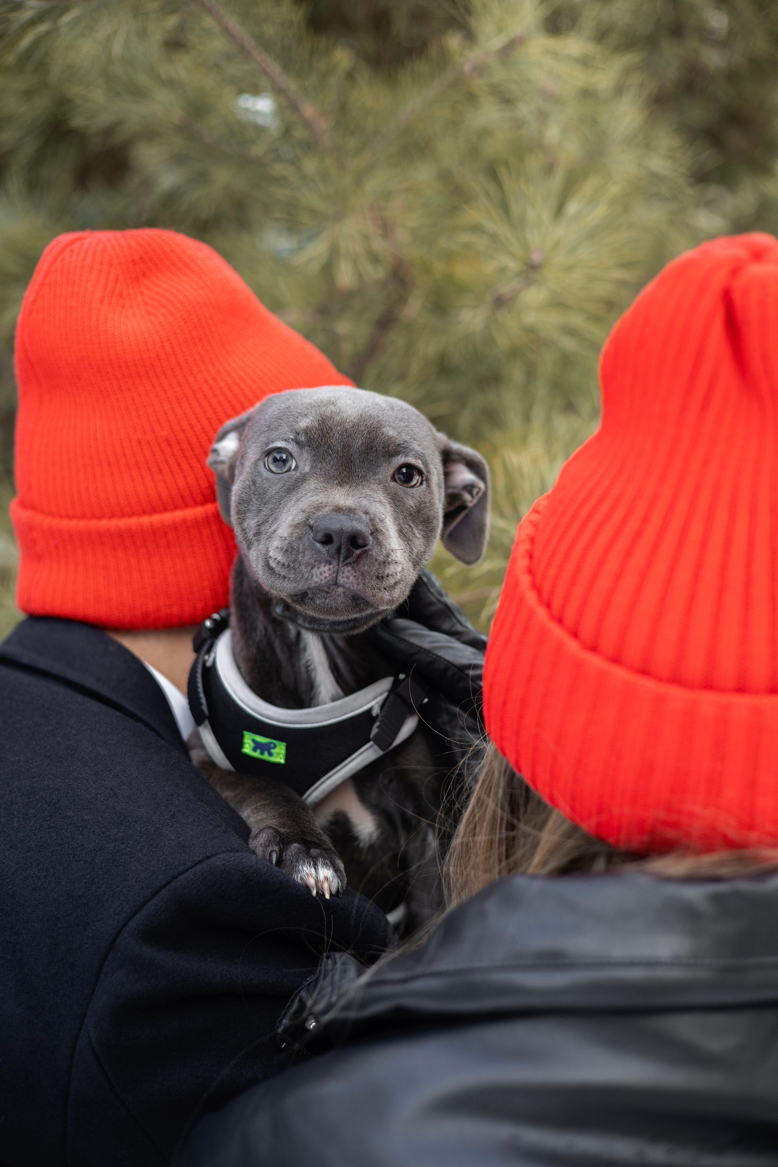 Дарси, Тимур и Юля. Фотограф-анималист Ксения Шевцова|Москва
