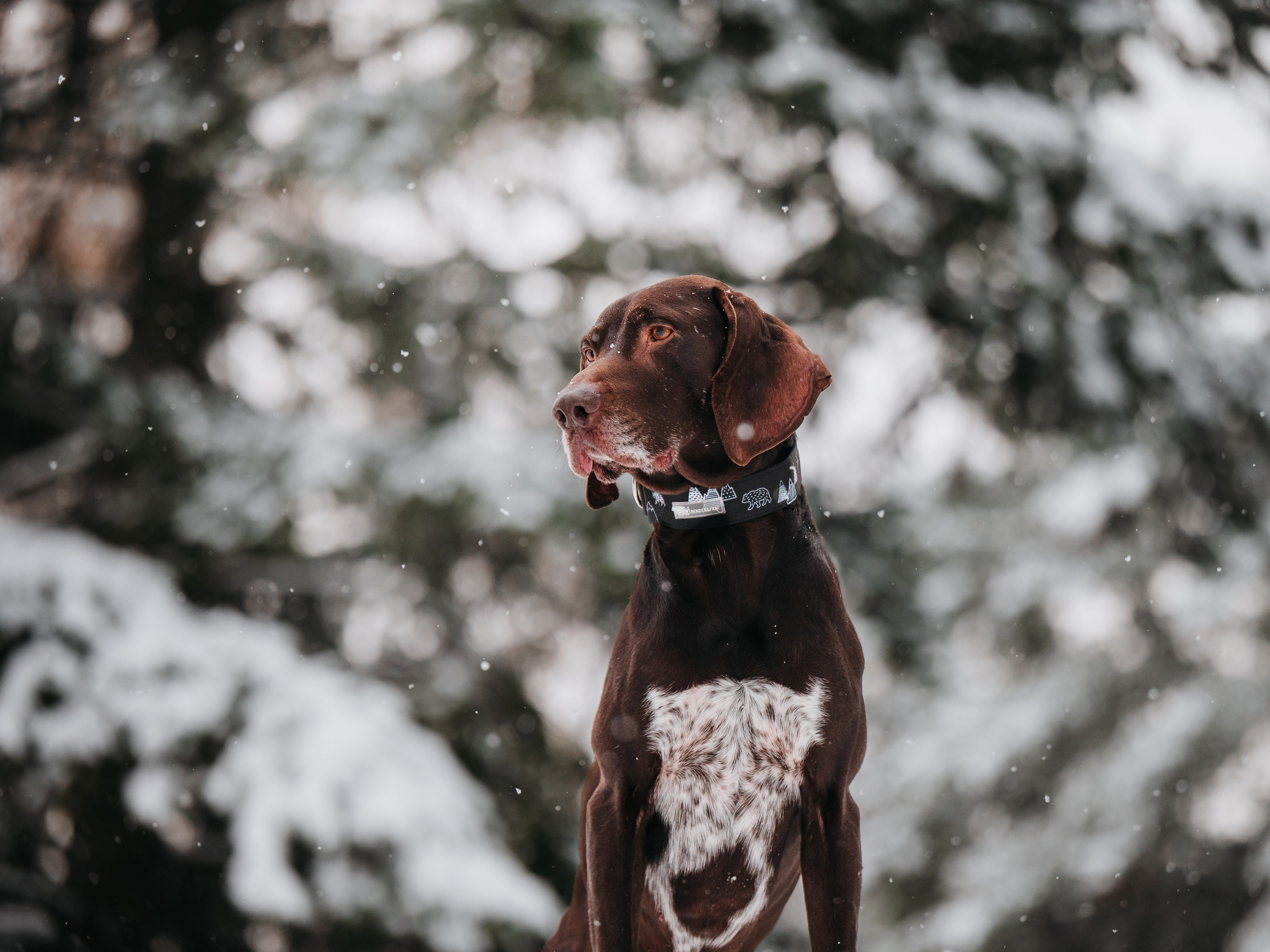 Bender&Frai. Зимняя коллекция. Семейный фотограф анималист Ананьева Мария — Москва