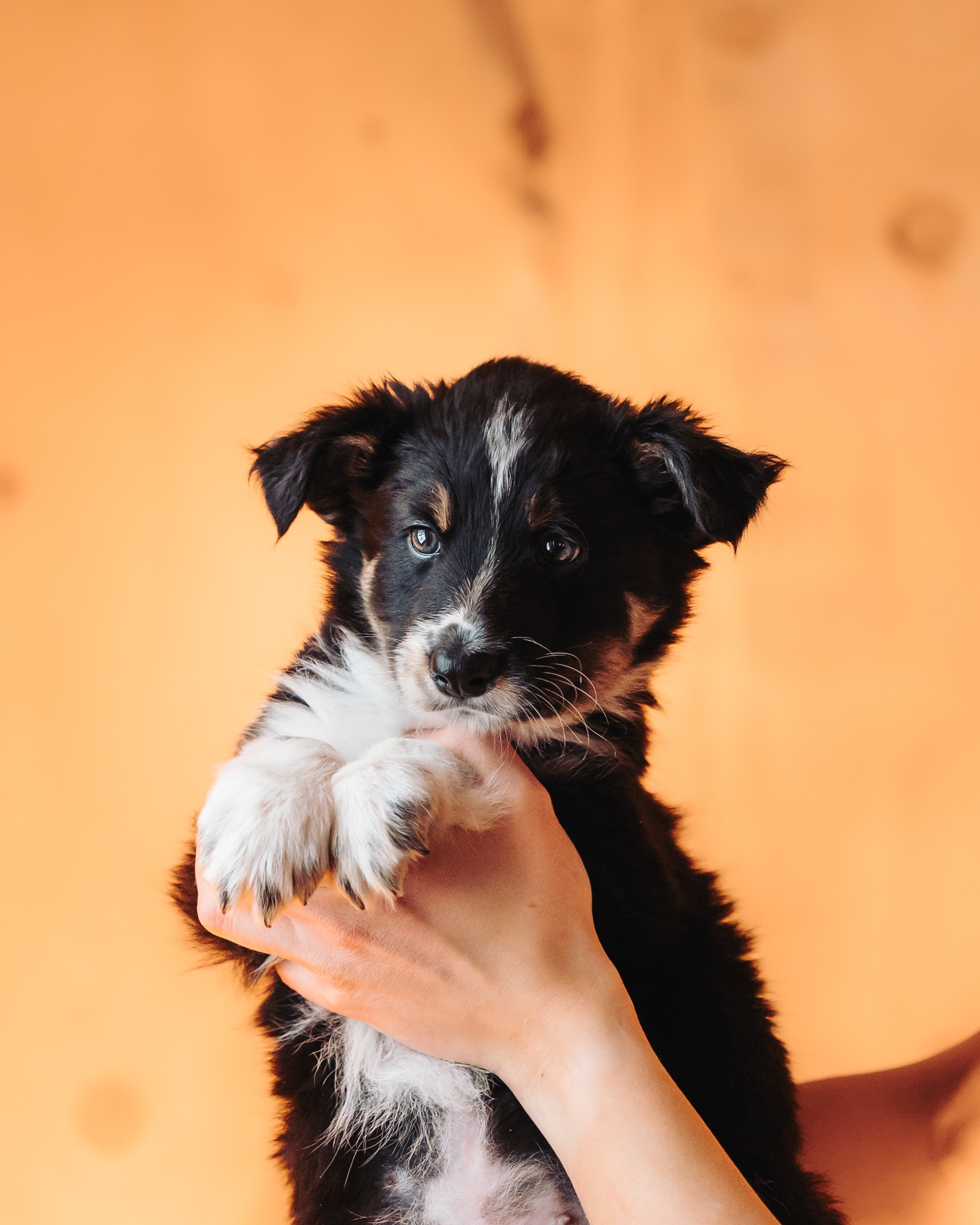 Бордер колли. Семейный фотограф анималист Ананьева Мария — Москва
